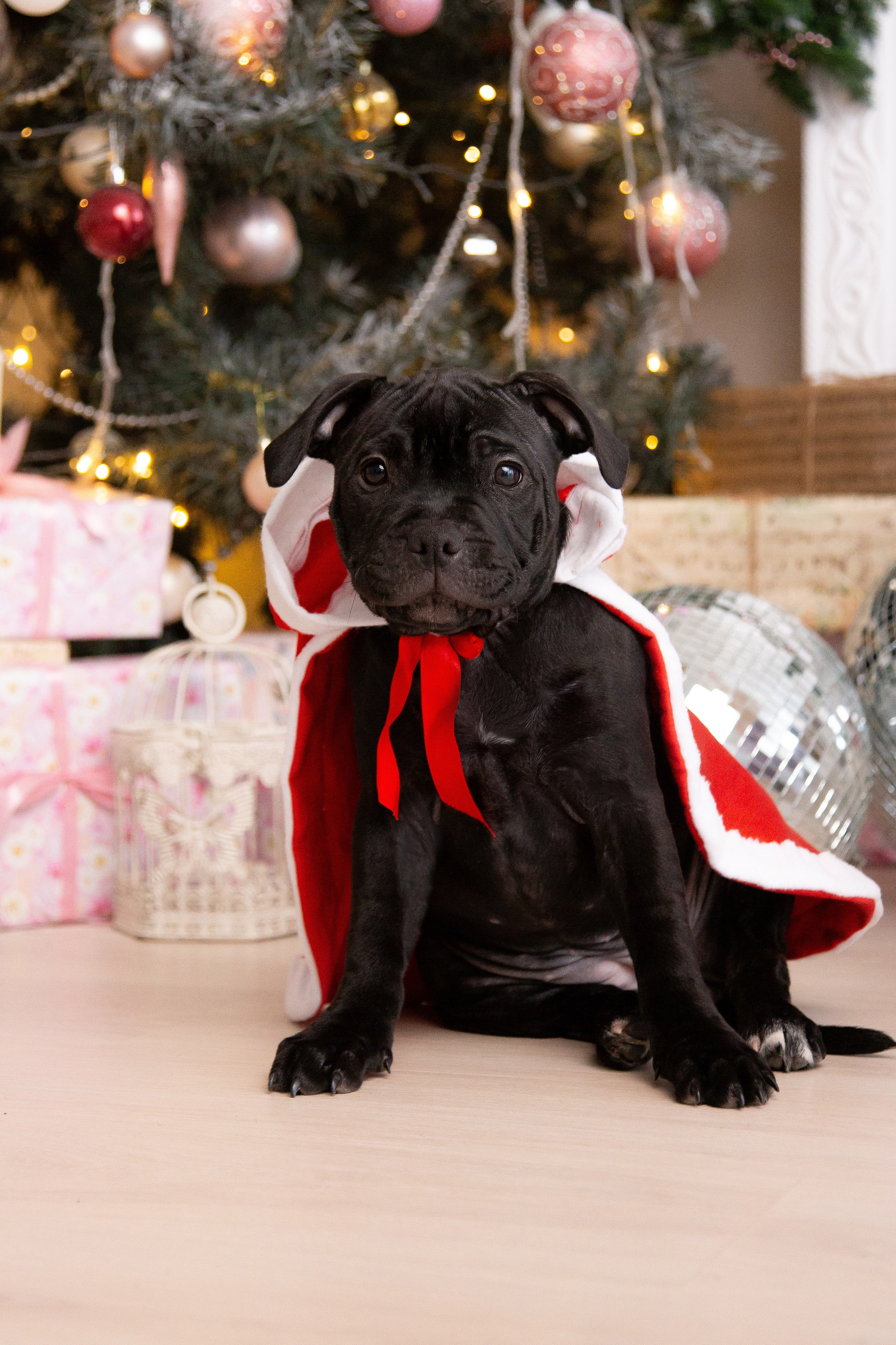 Новогодние малыши. Фотограф Анималист в Перми Анастасия Остерман