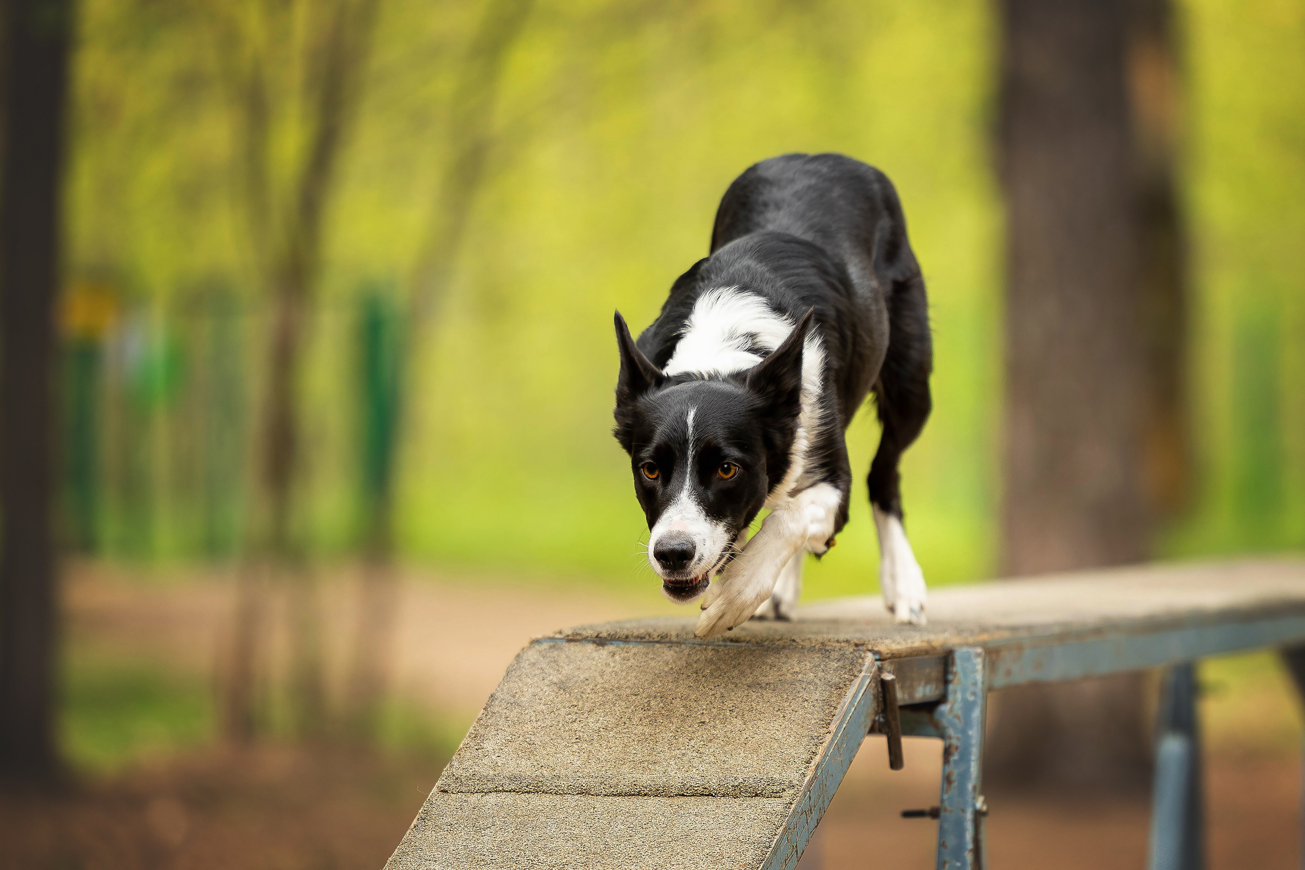 Тренировка аджилити. Фотограф Анималист в Перми Анастасия Остерман