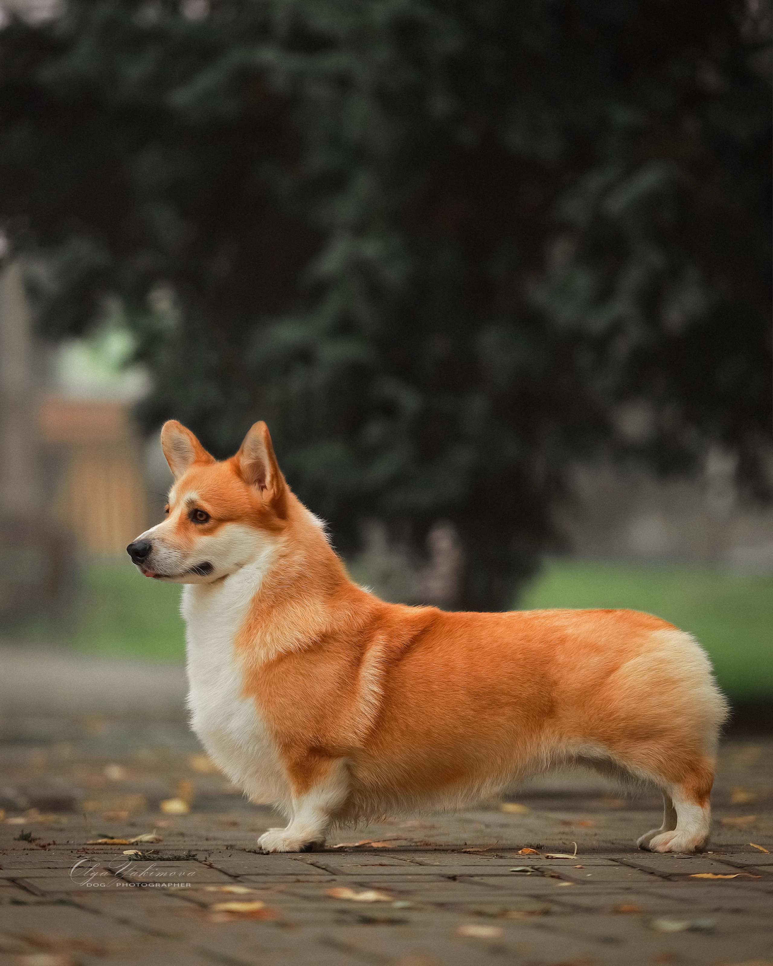 Экстерьер. Фотограф