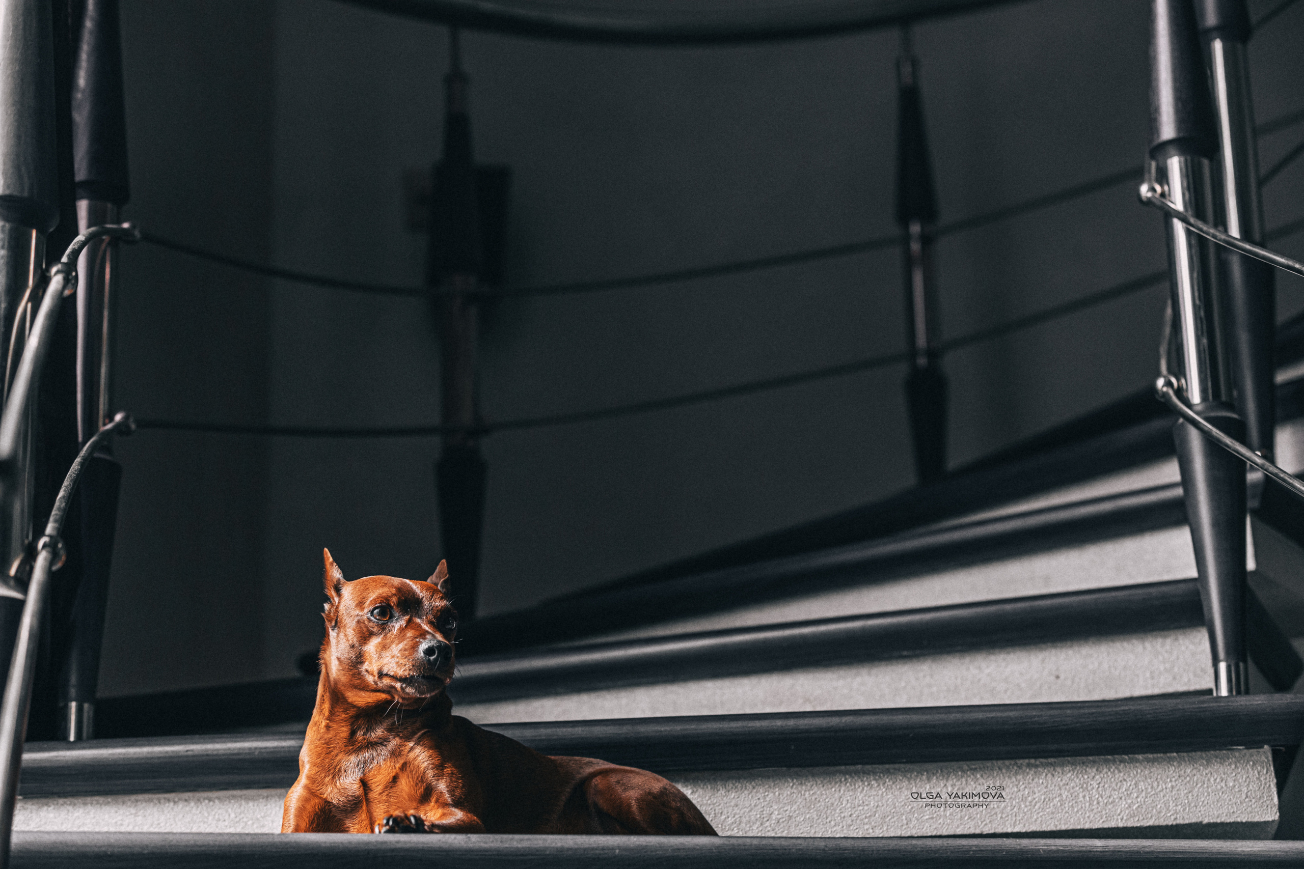 Брут и Аркад. Фотограф