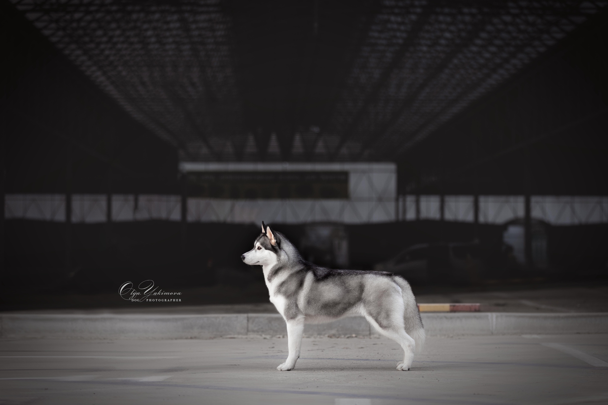 Экстерьер. Фотограф