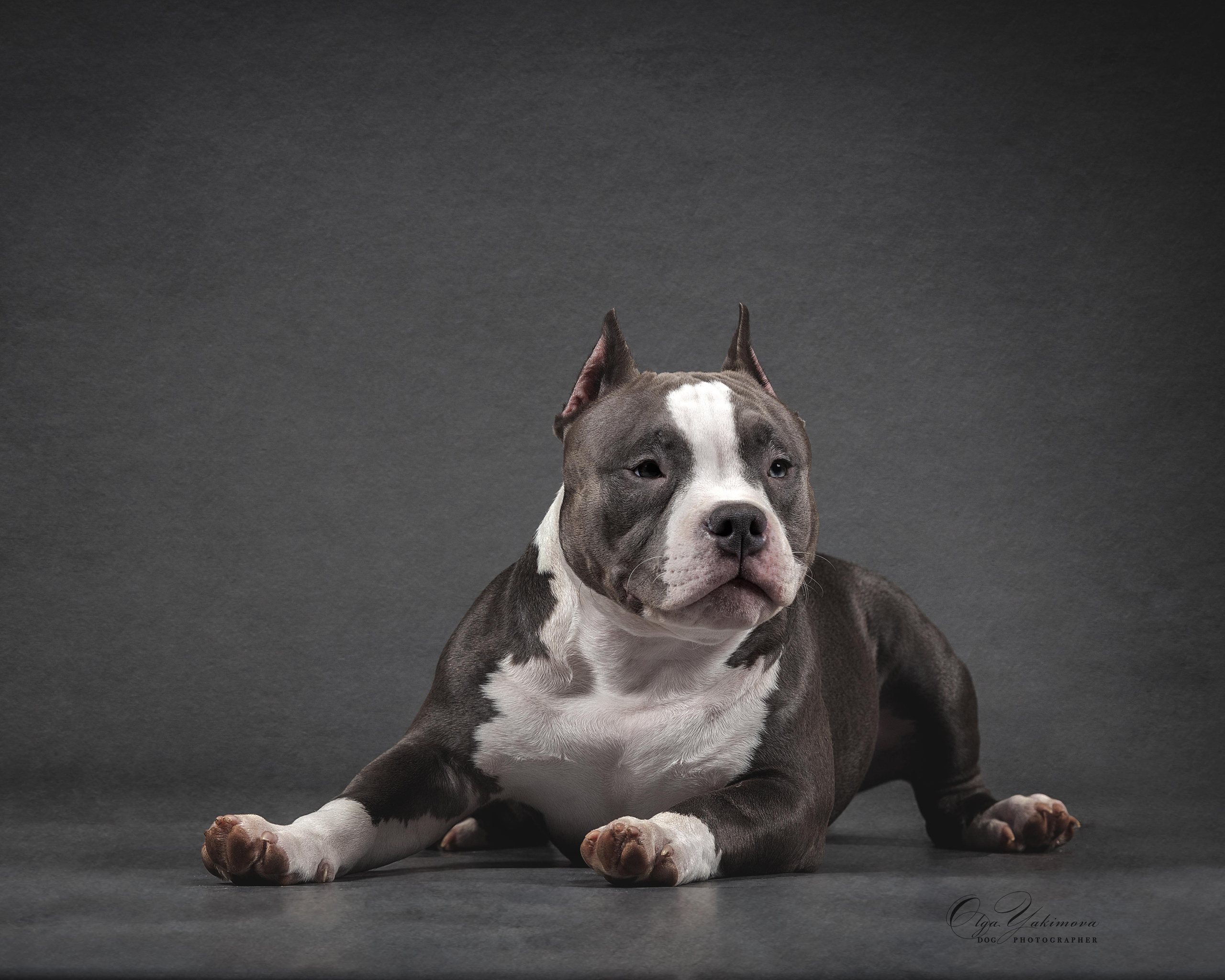 Булочки. Фотограф