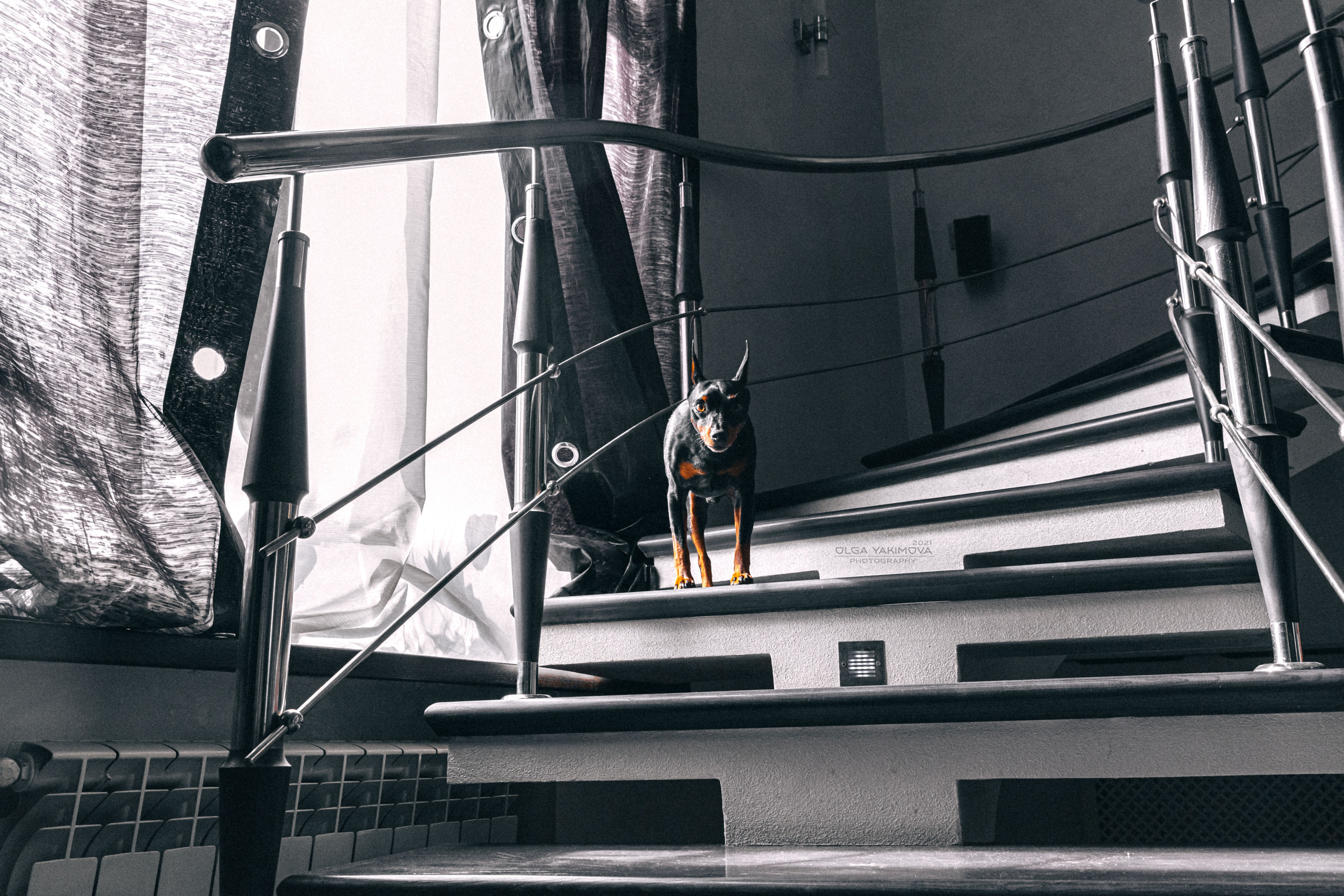 Брут и Аркад. Фотограф