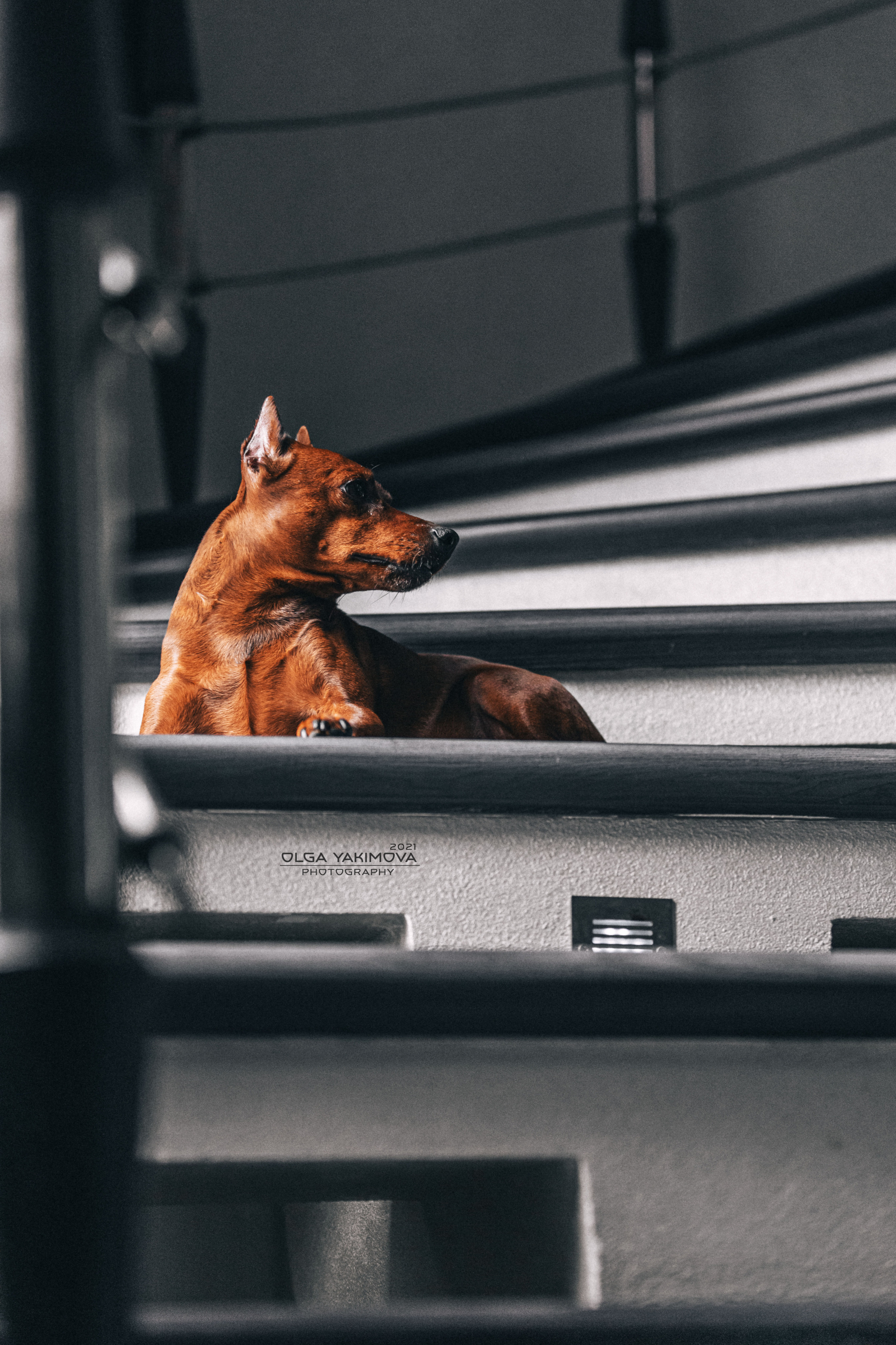 Брут и Аркад. Фотограф