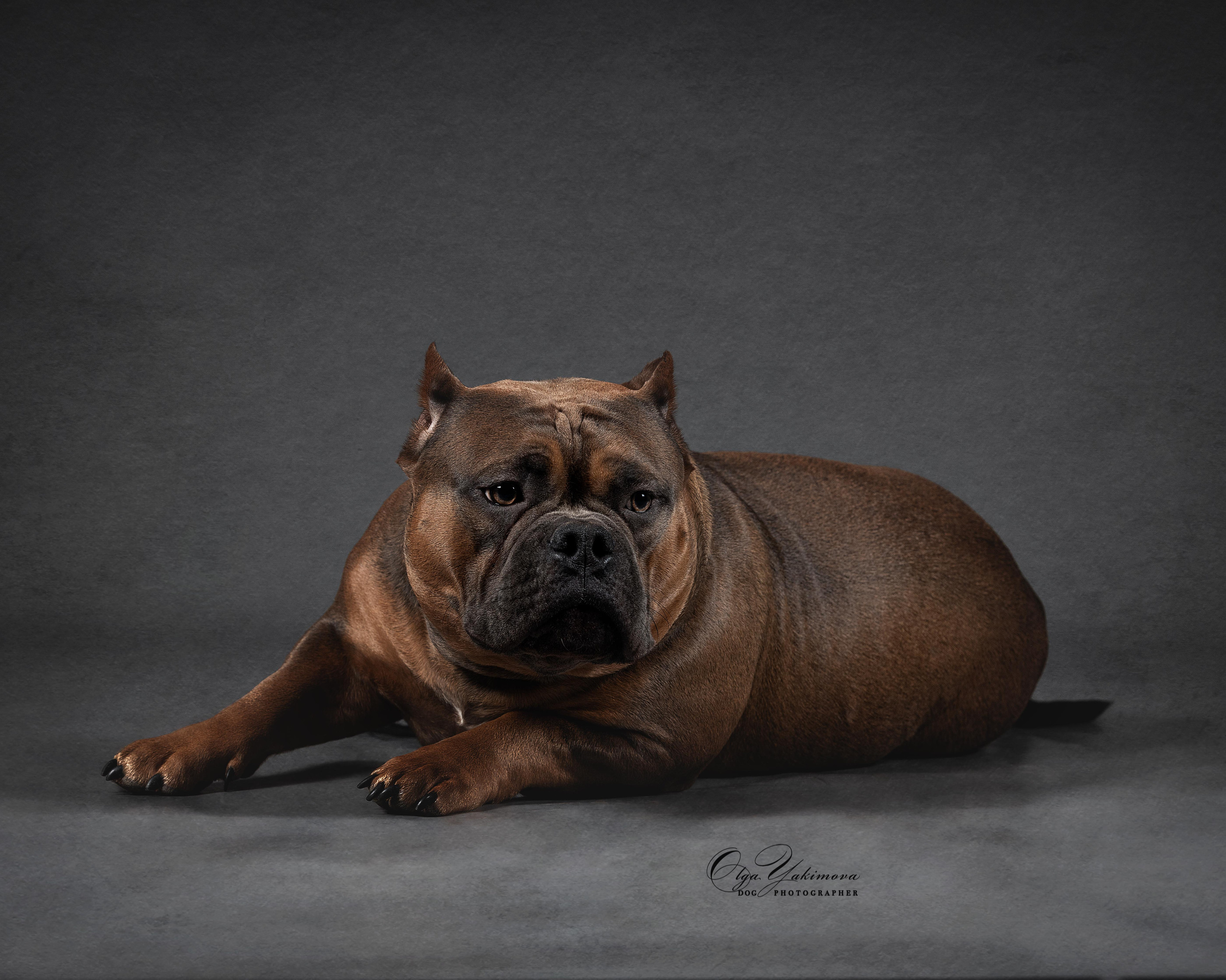 Булочки. Фотограф