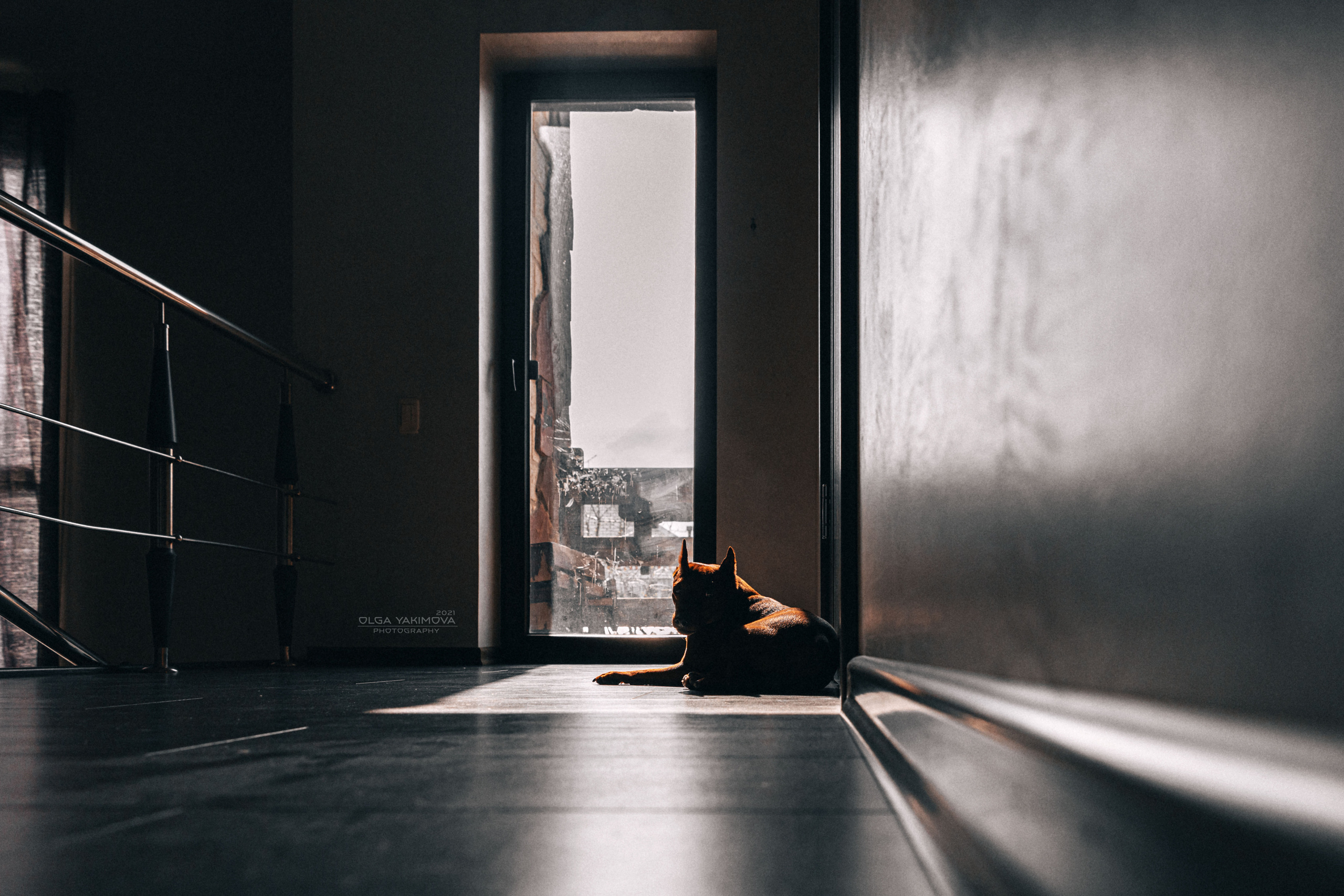 Брут и Аркад. Фотограф