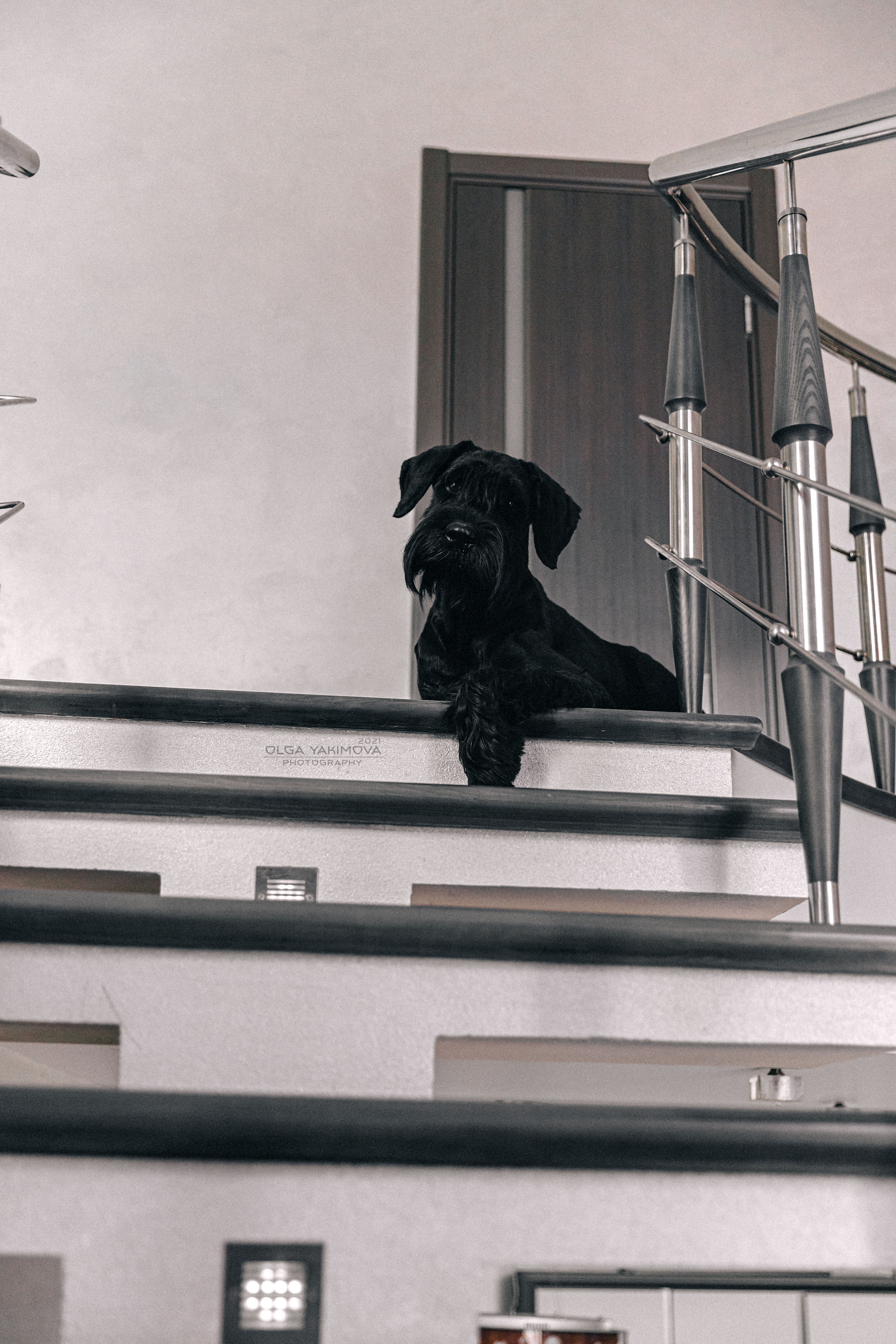 Брут и Аркад. Фотограф