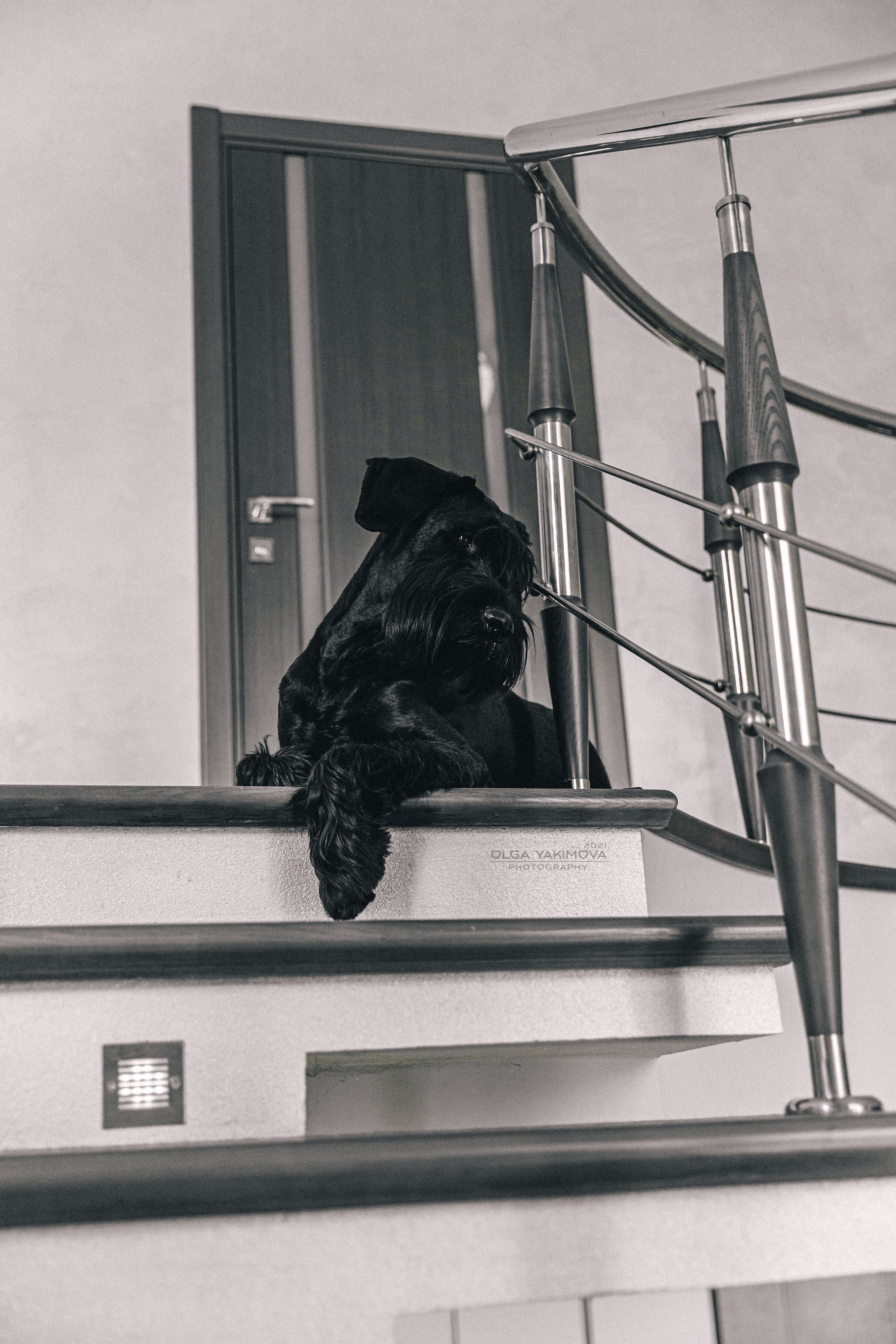 Брут и Аркад. Фотограф