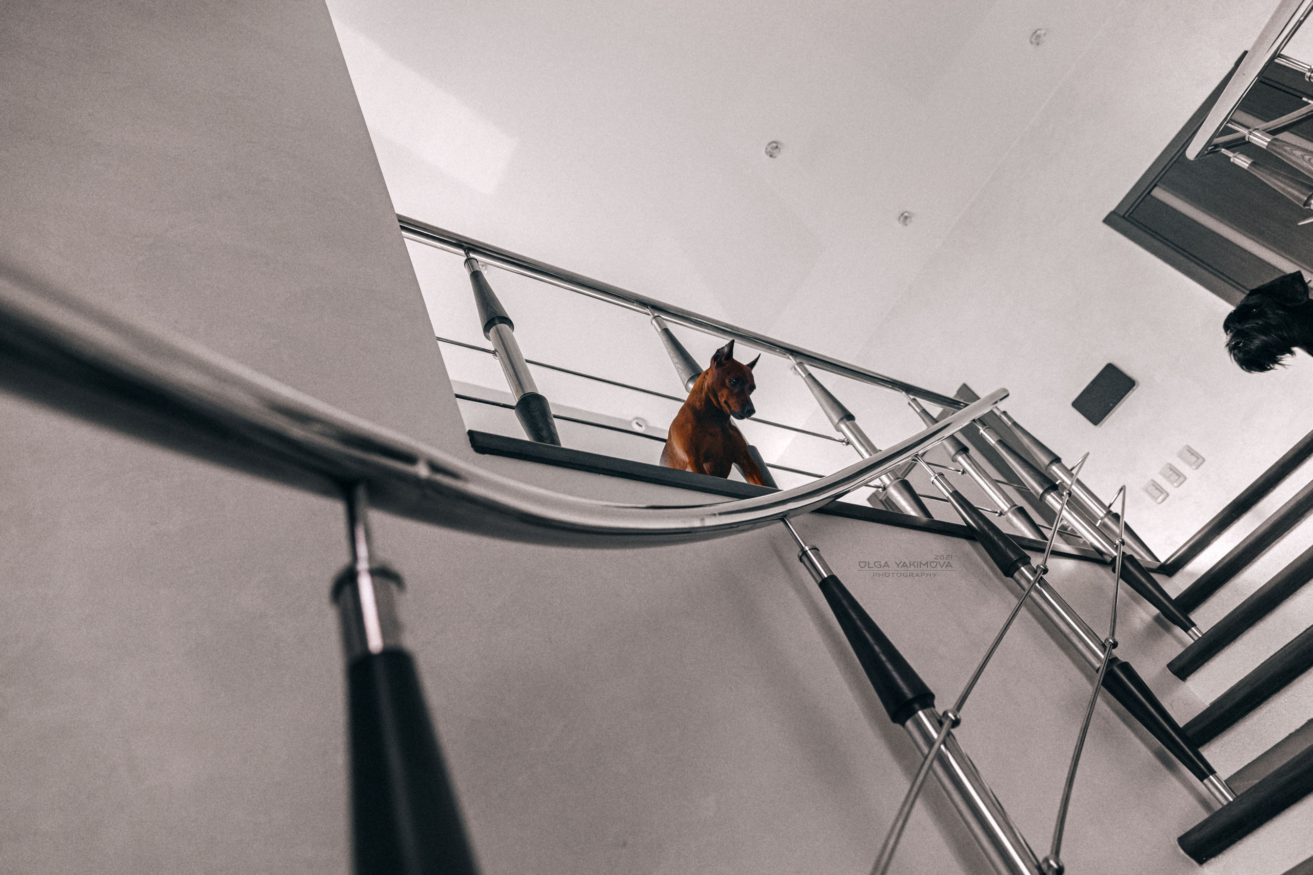 Брут и Аркад. Фотограф