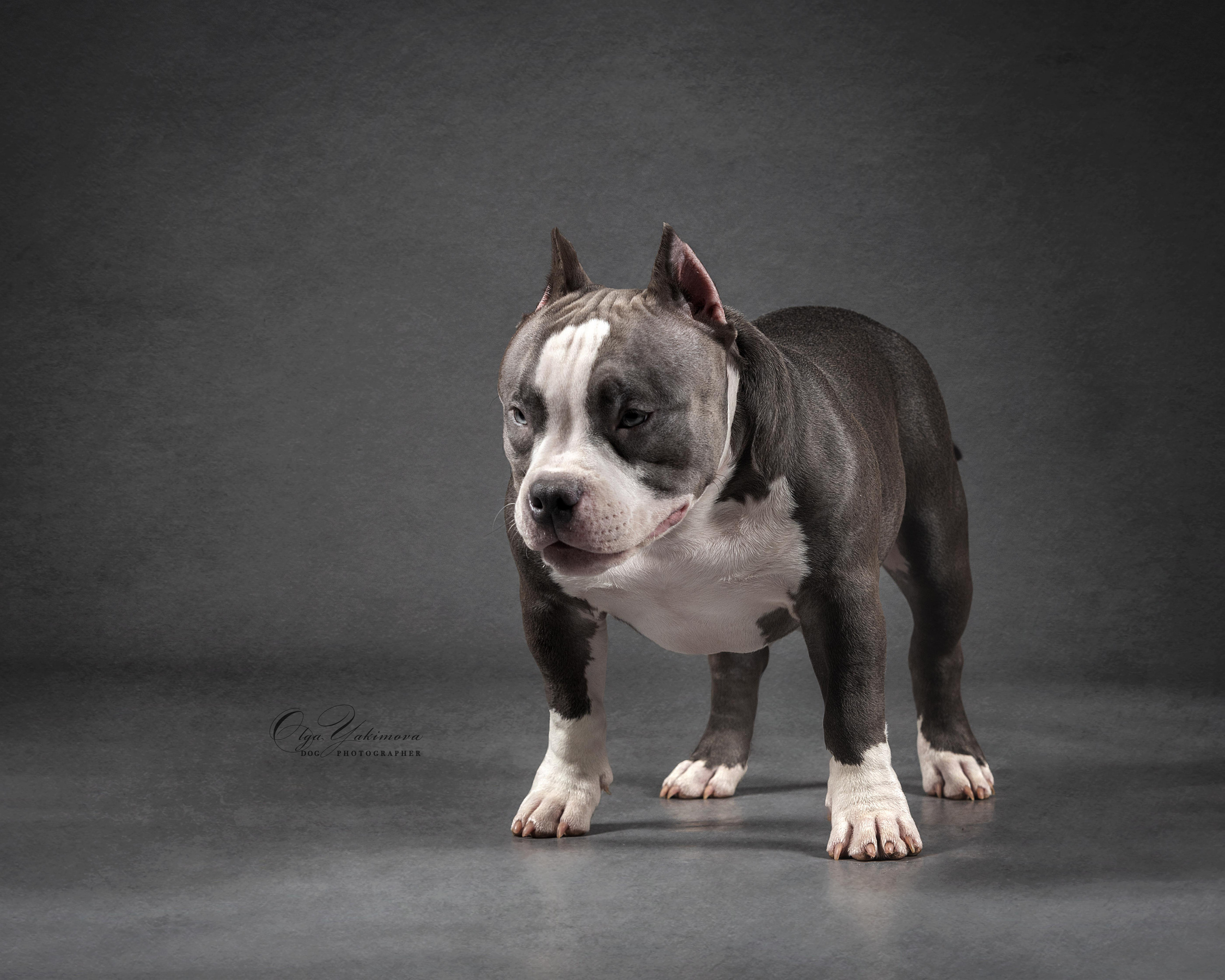 Булочки. Фотограф