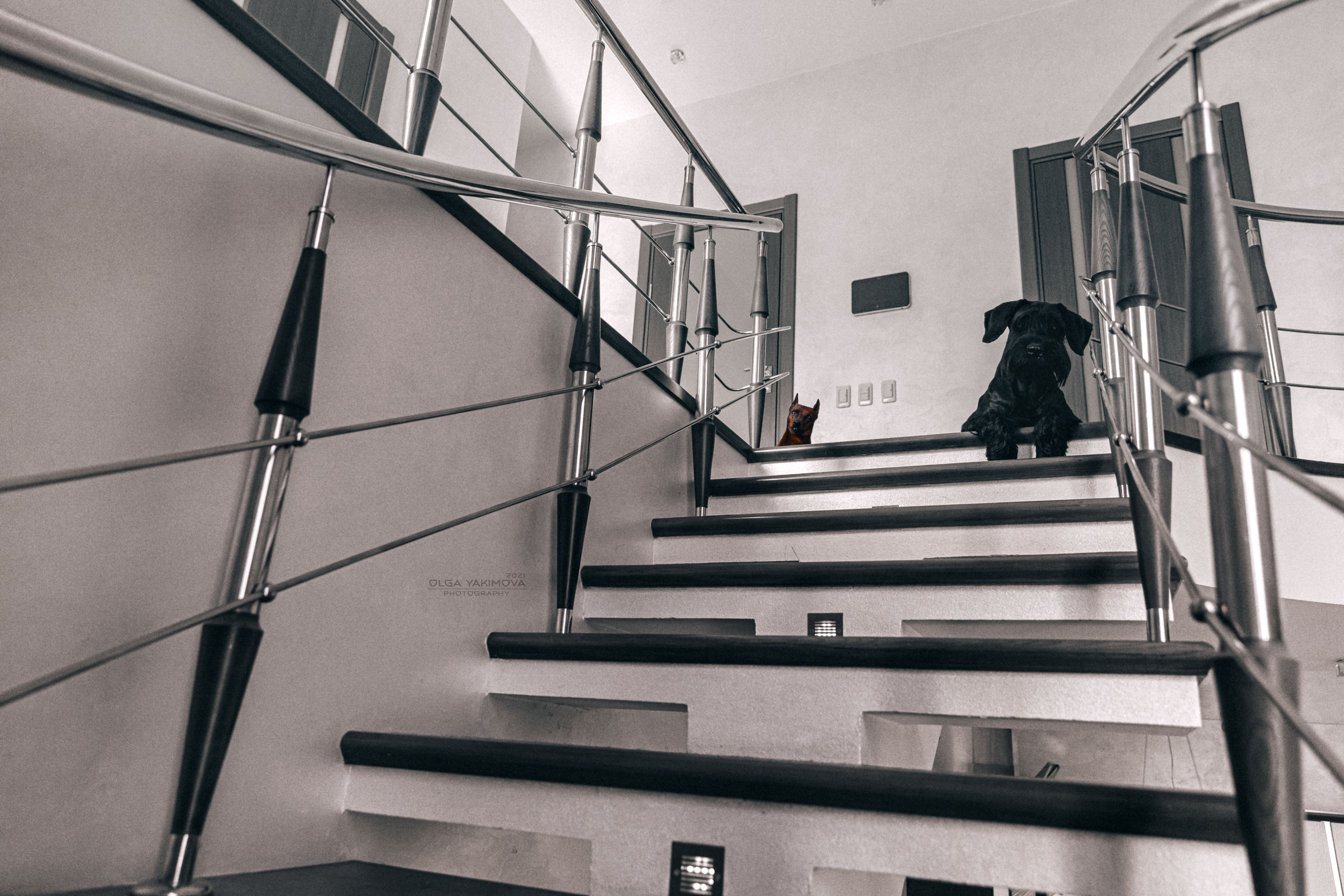 Брут и Аркад. Фотограф