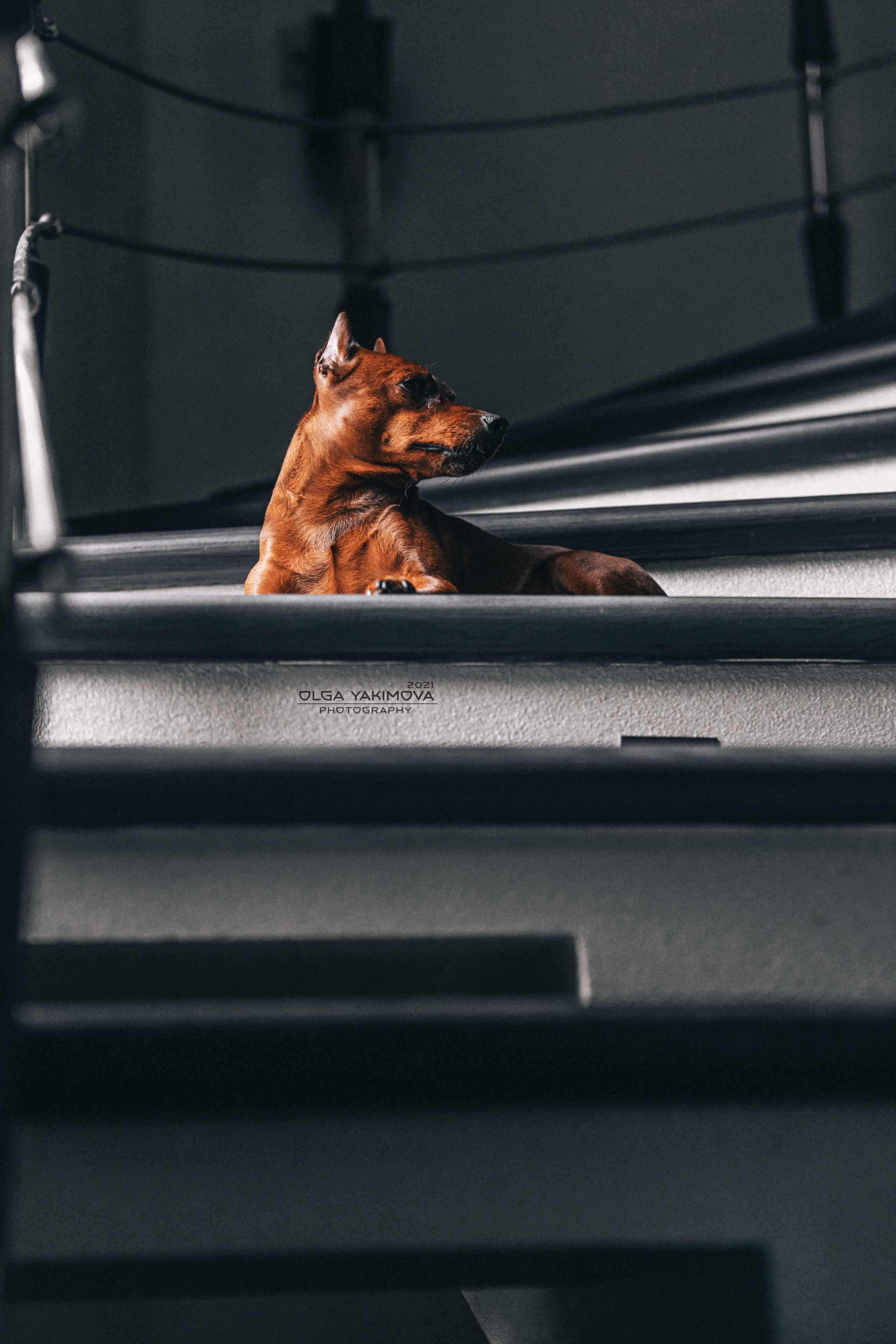 Брут и Аркад. Фотограф