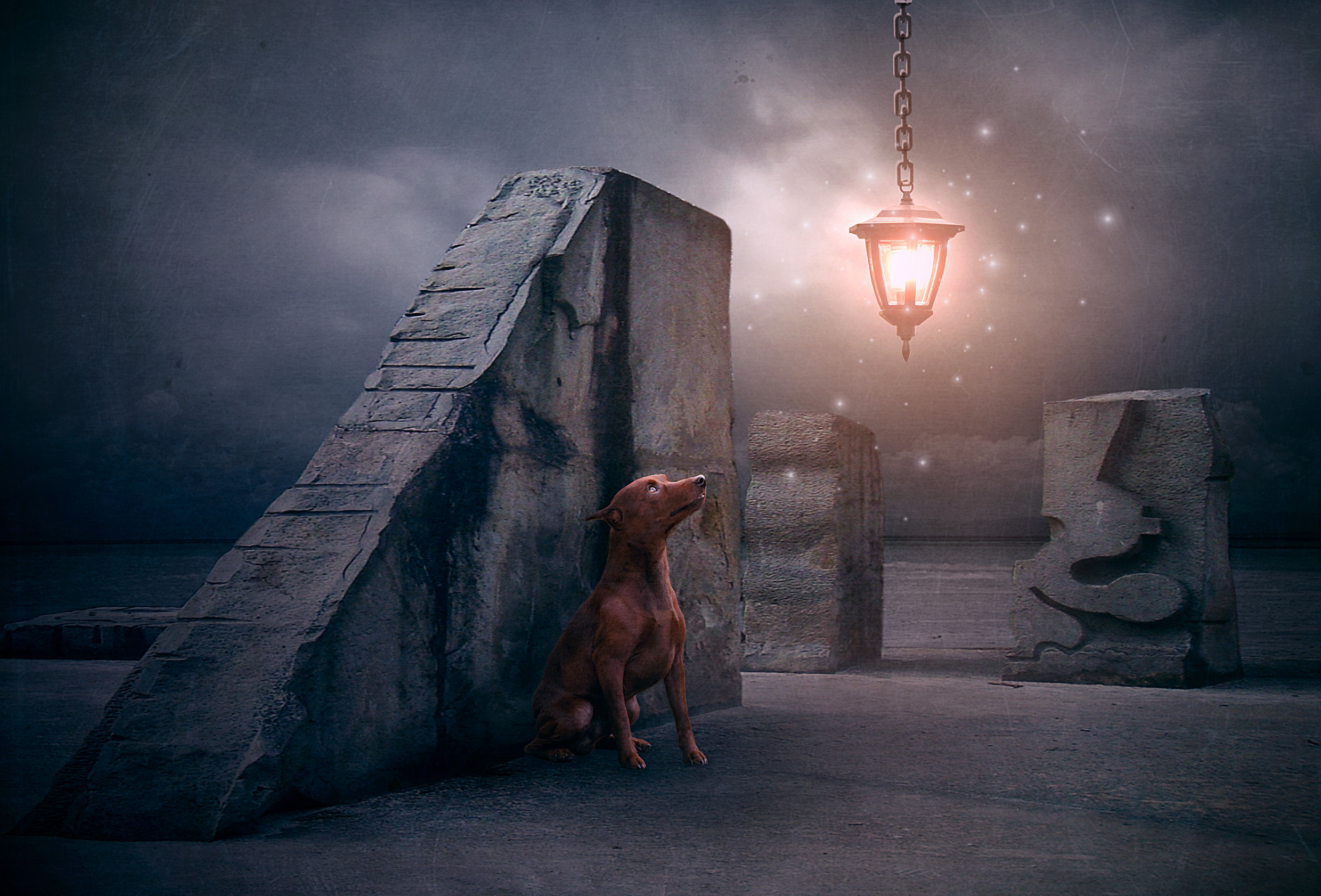 Animal presentation. Фотограф