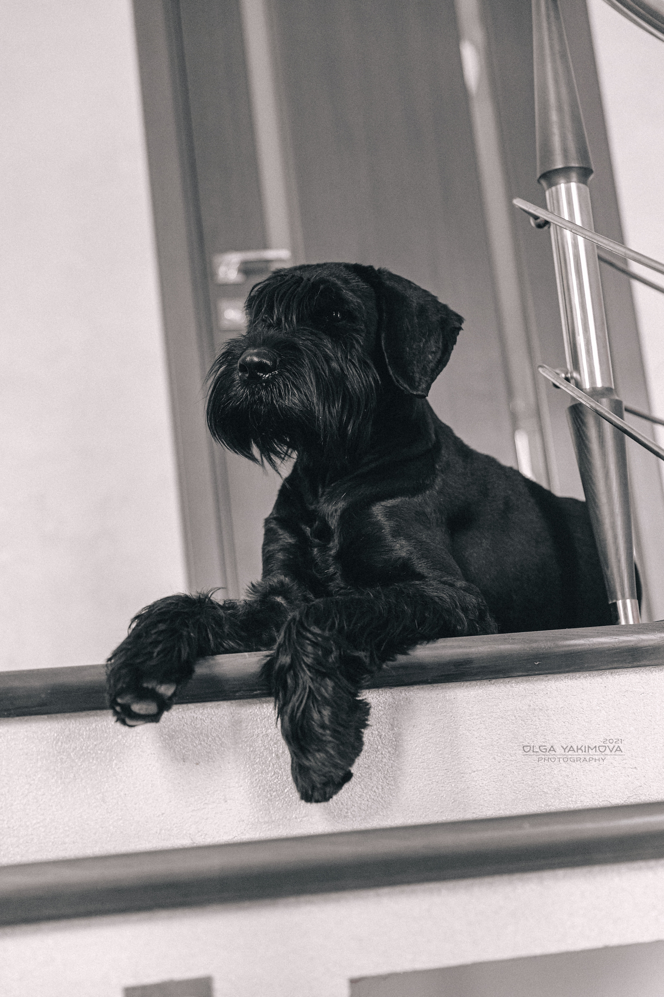 Брут и Аркад. Фотограф