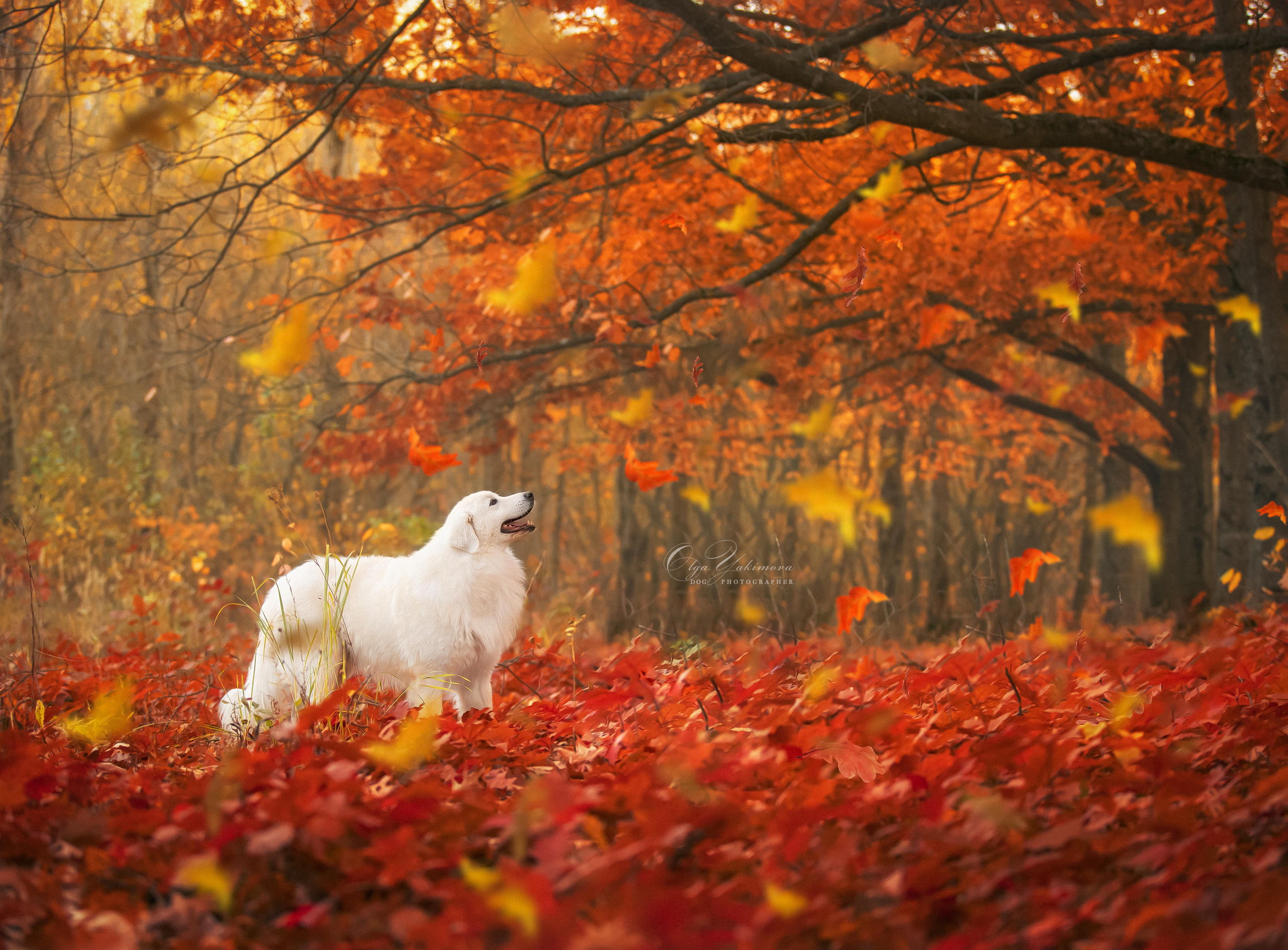 Елена...... Фотограф