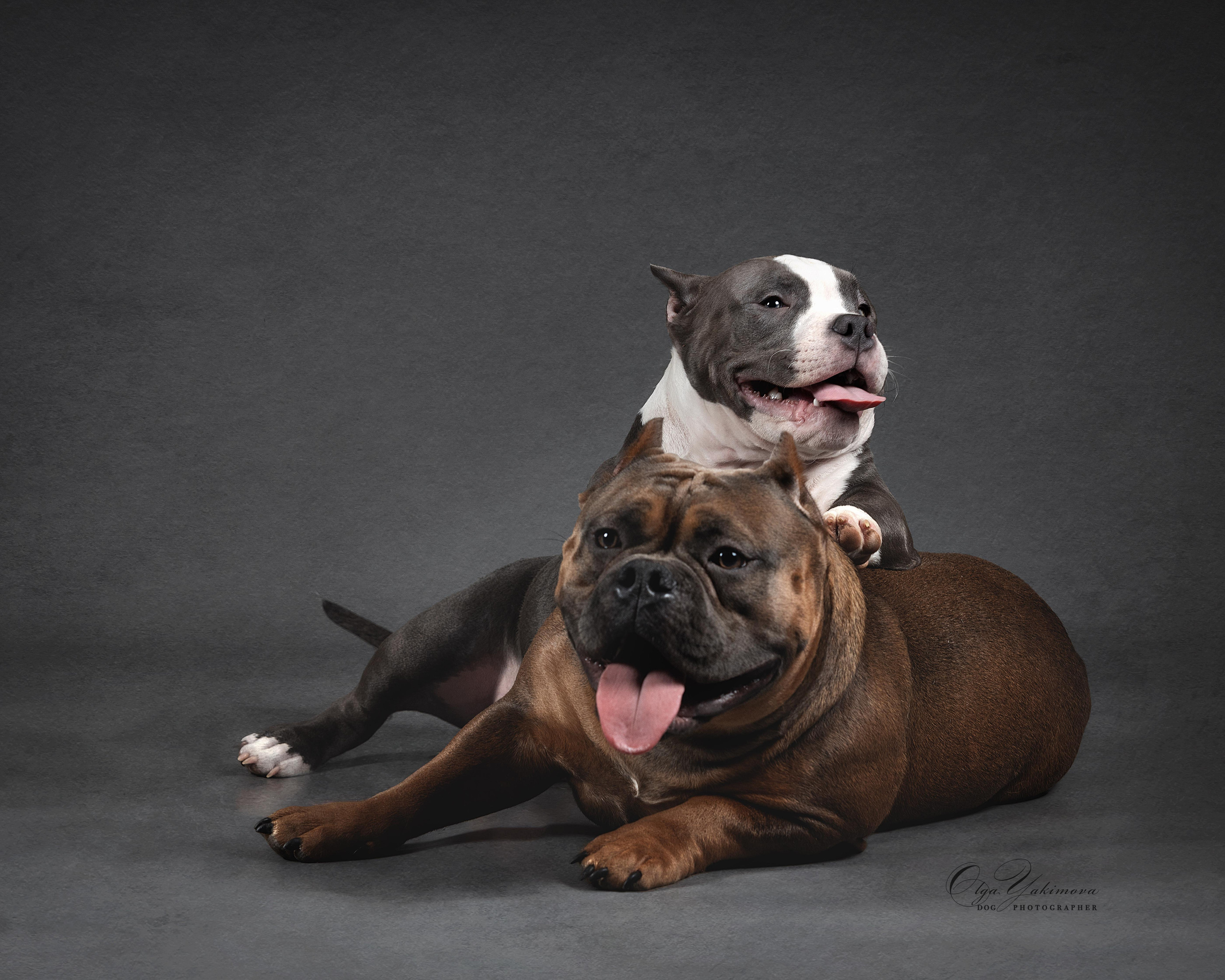 Булочки. Фотограф