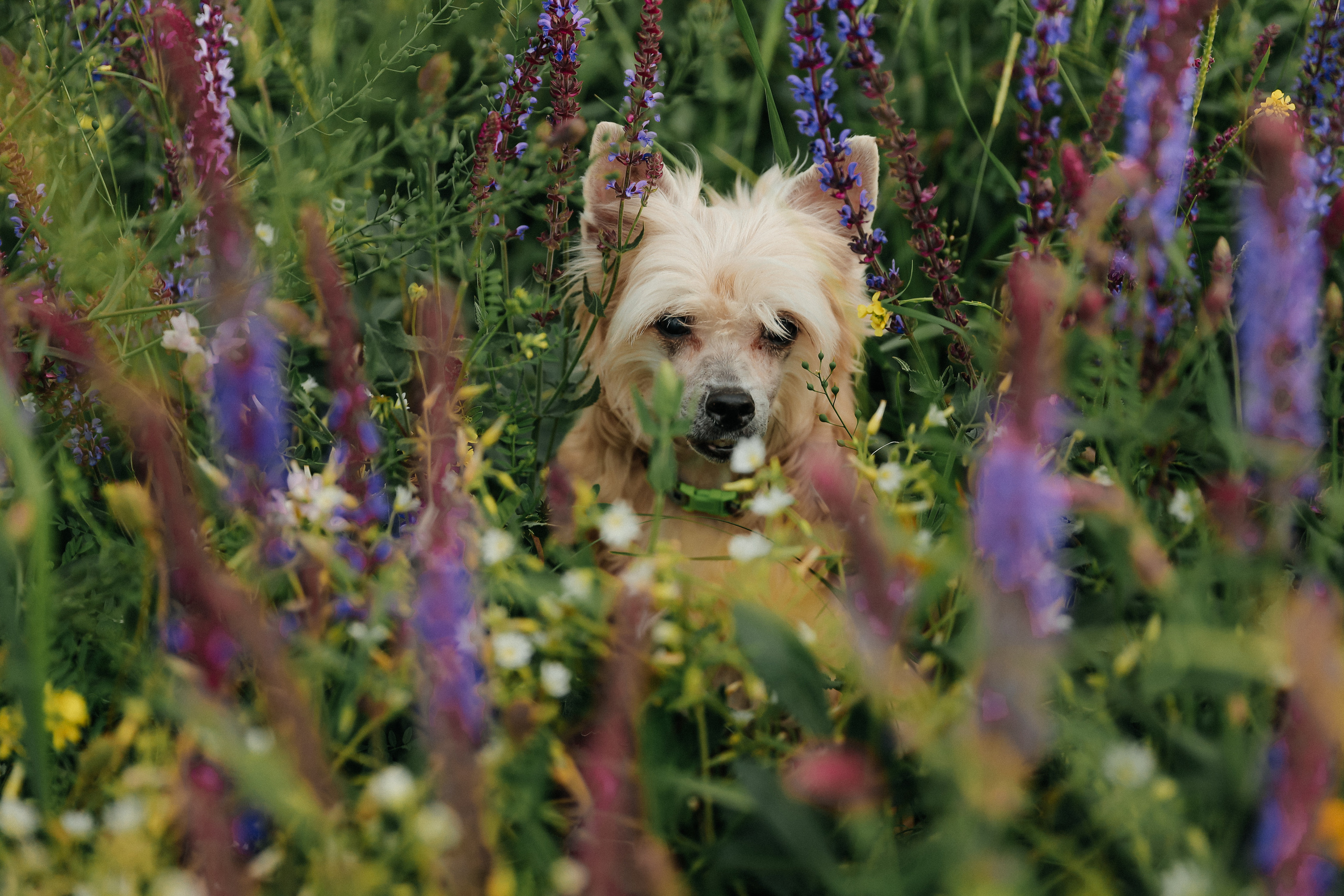 Елена, Ванечка и Злата. Фотограф