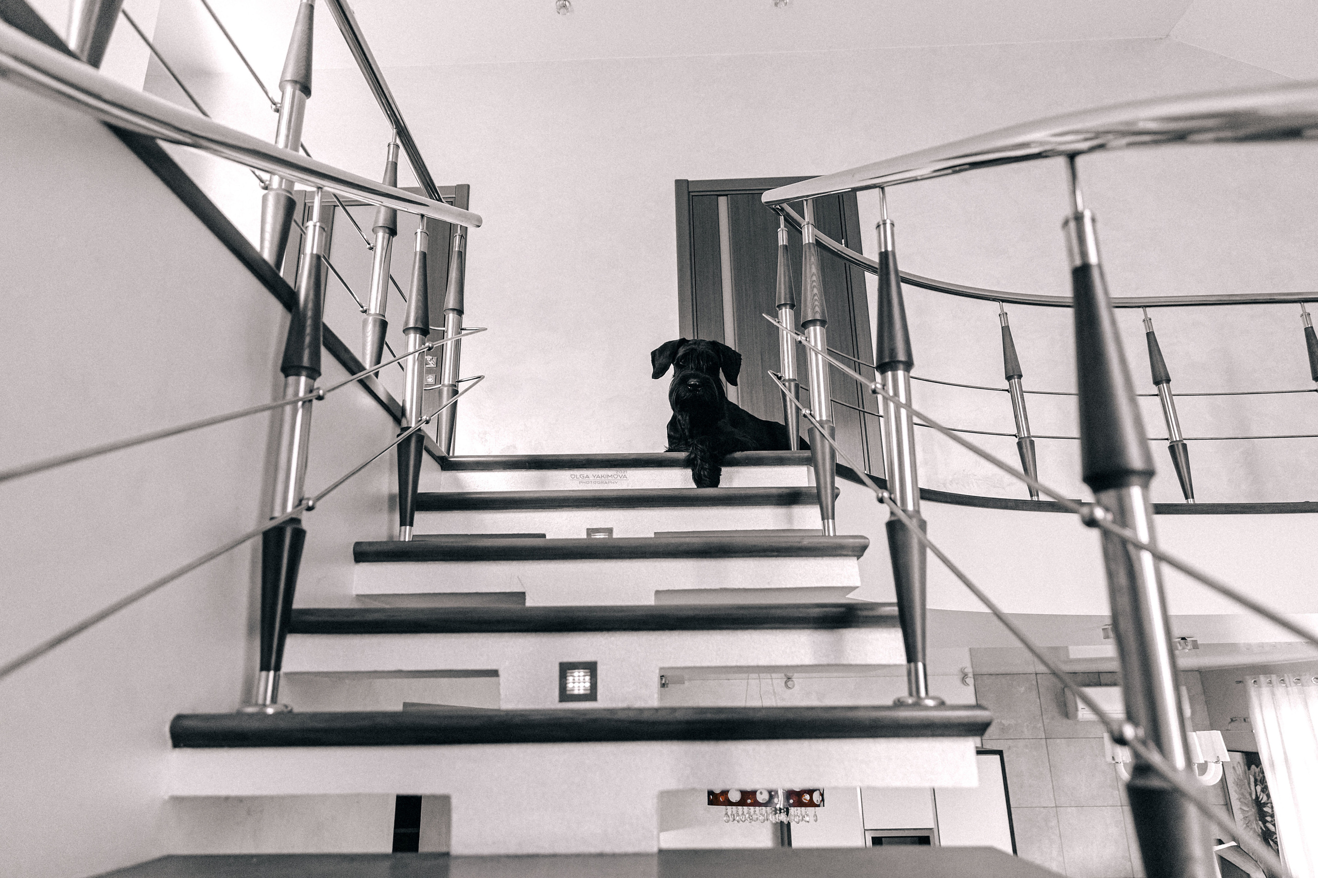 Брут и Аркад. Фотограф