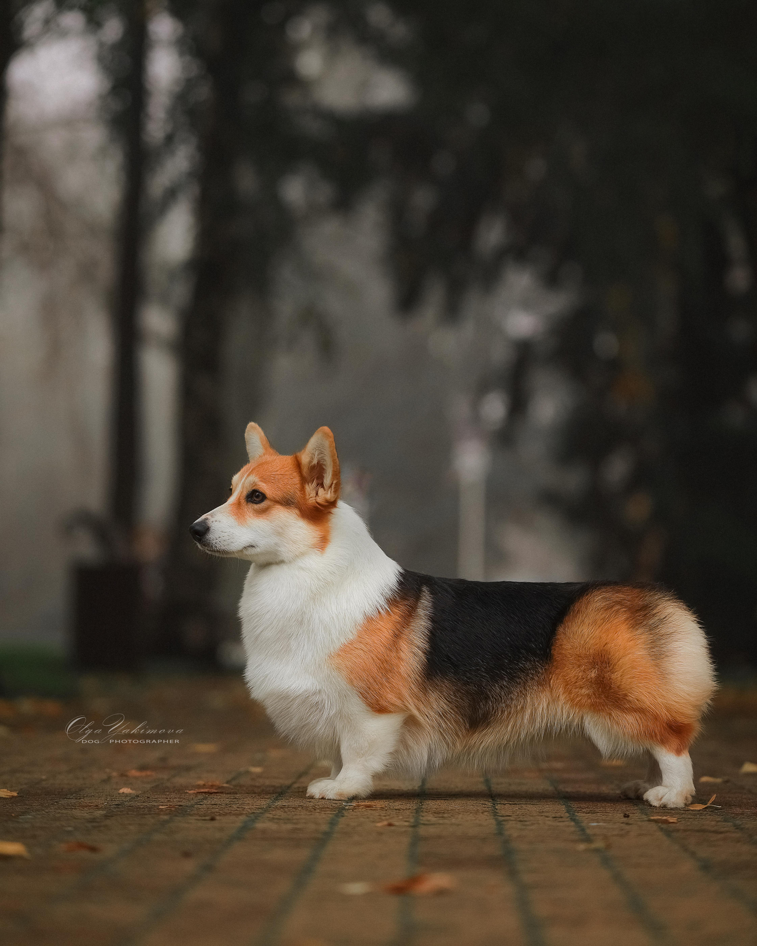 Экстерьер. Фотограф