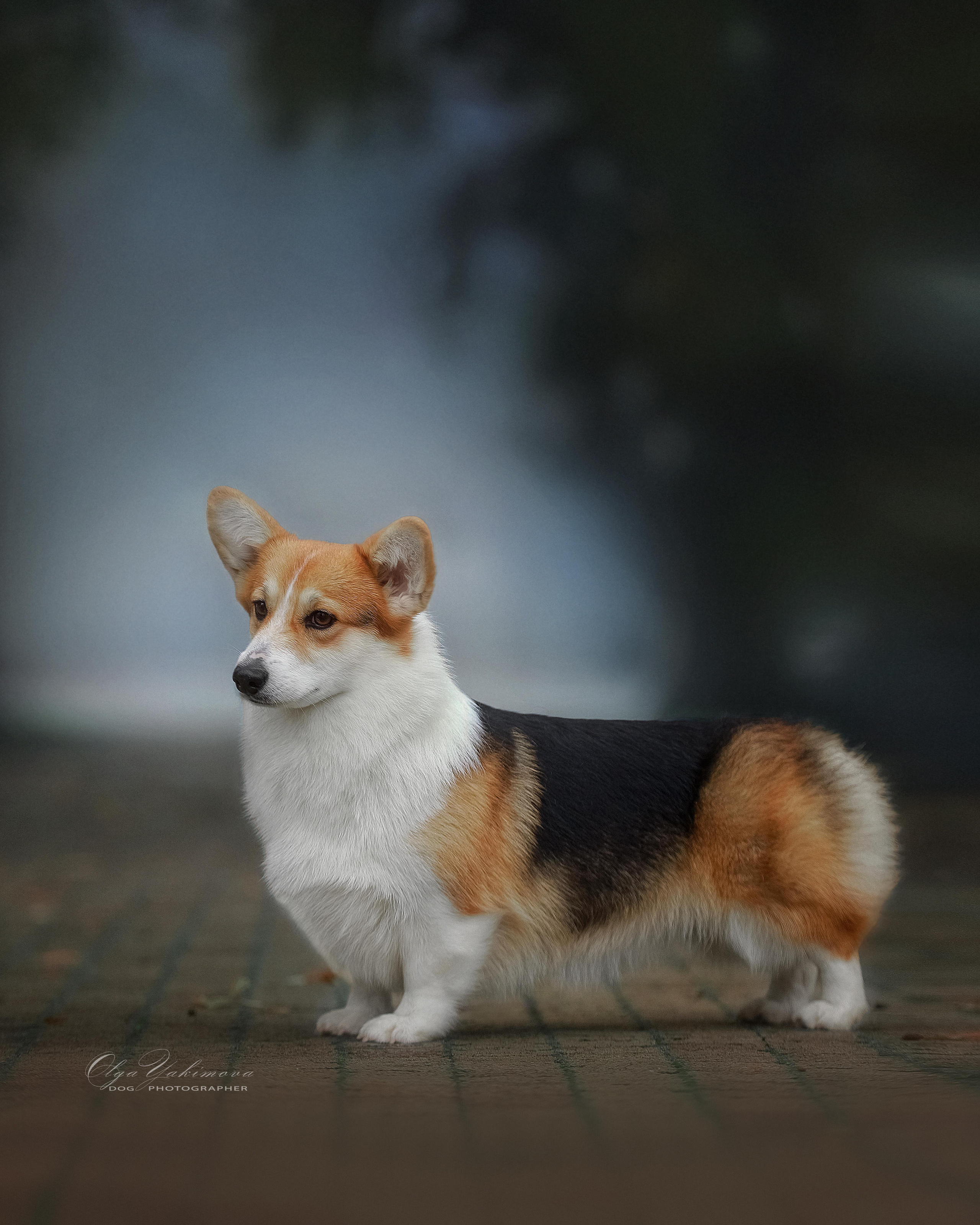 Экстерьер. Фотограф