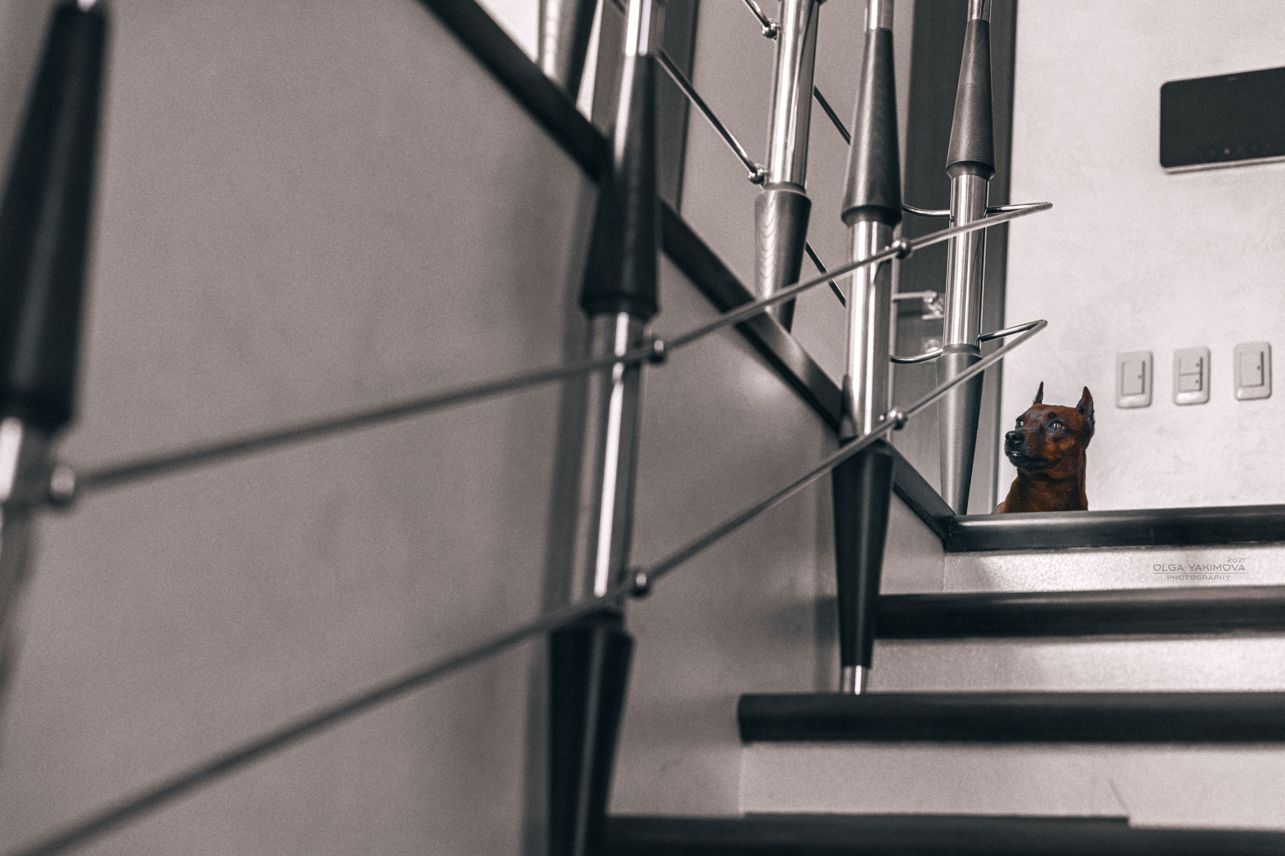 Брут и Аркад. Фотограф