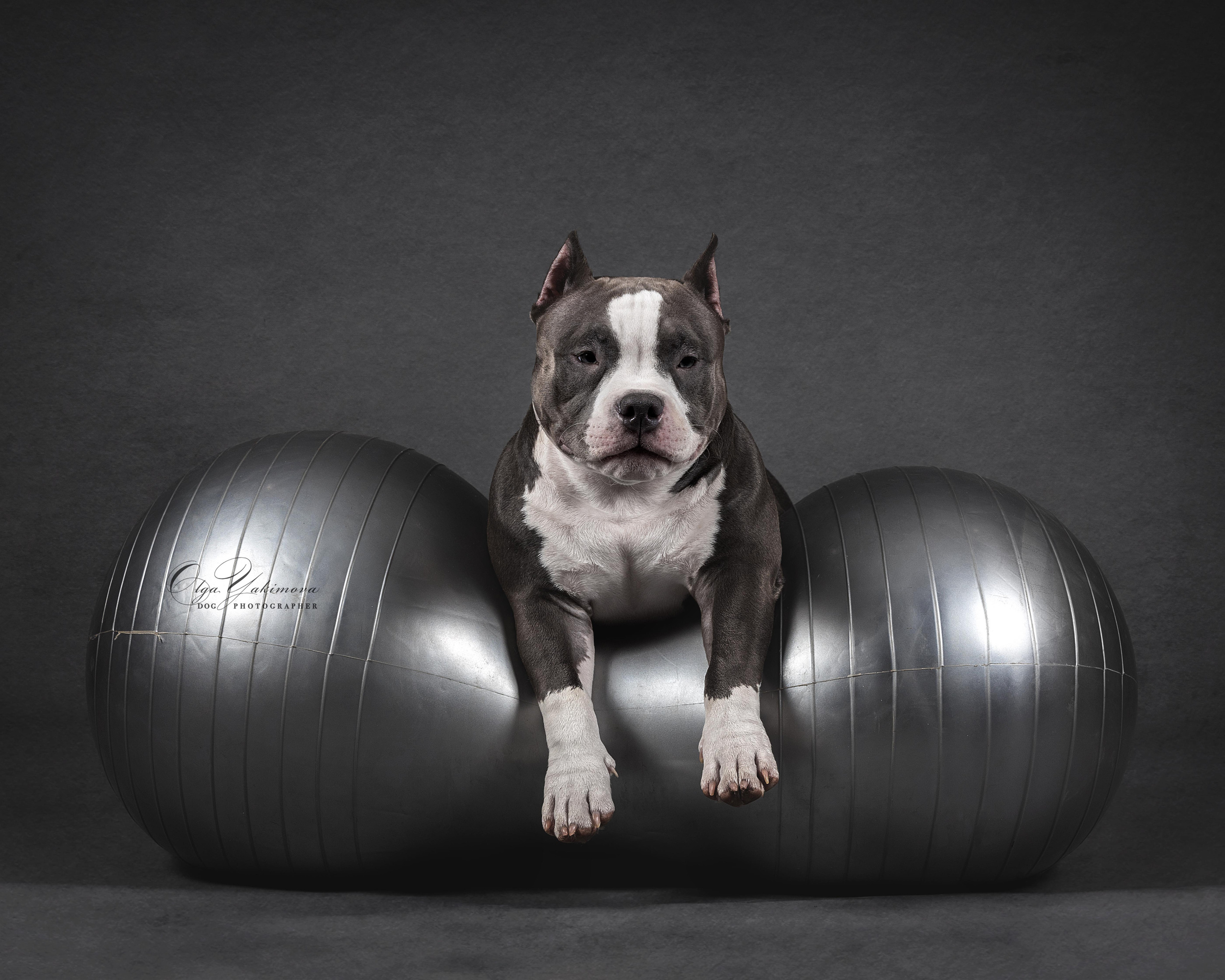 Булочки. Фотограф