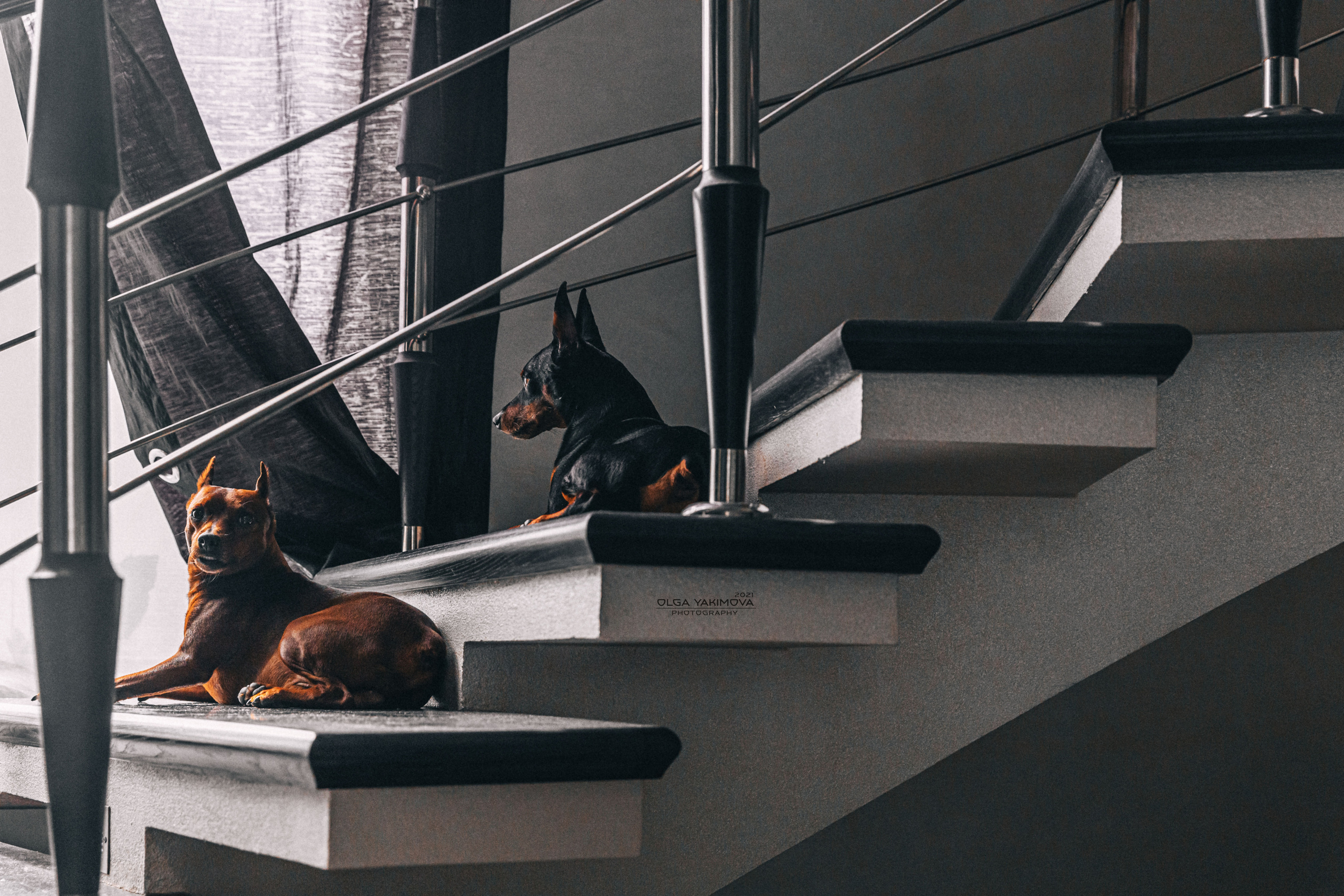 Брут и Аркад. Фотограф