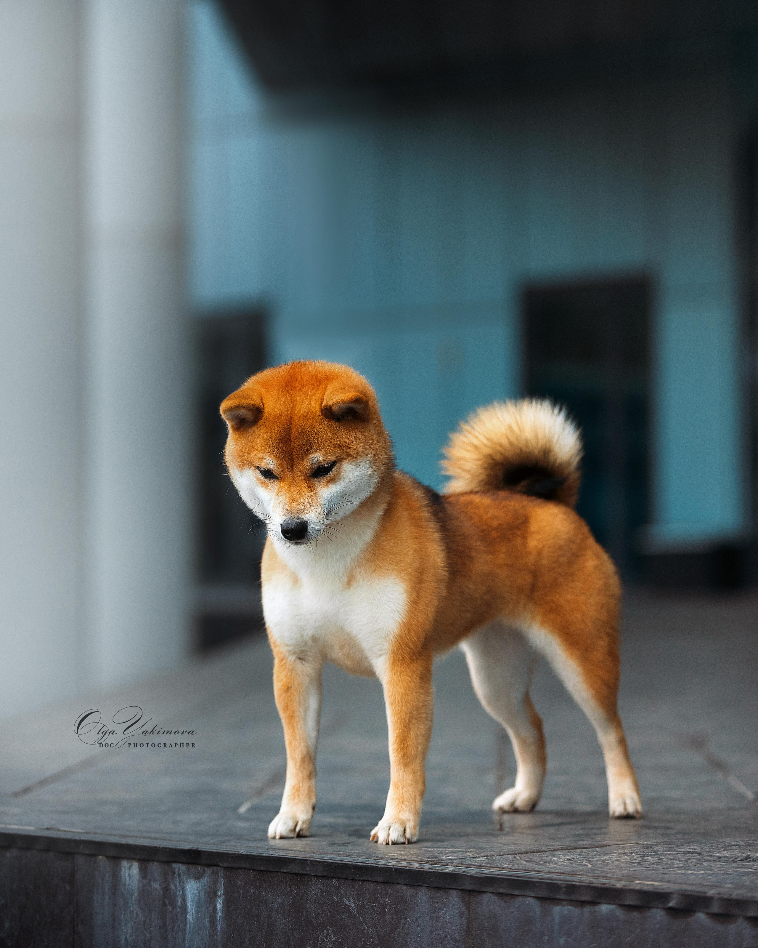 Экстерьер. Фотограф