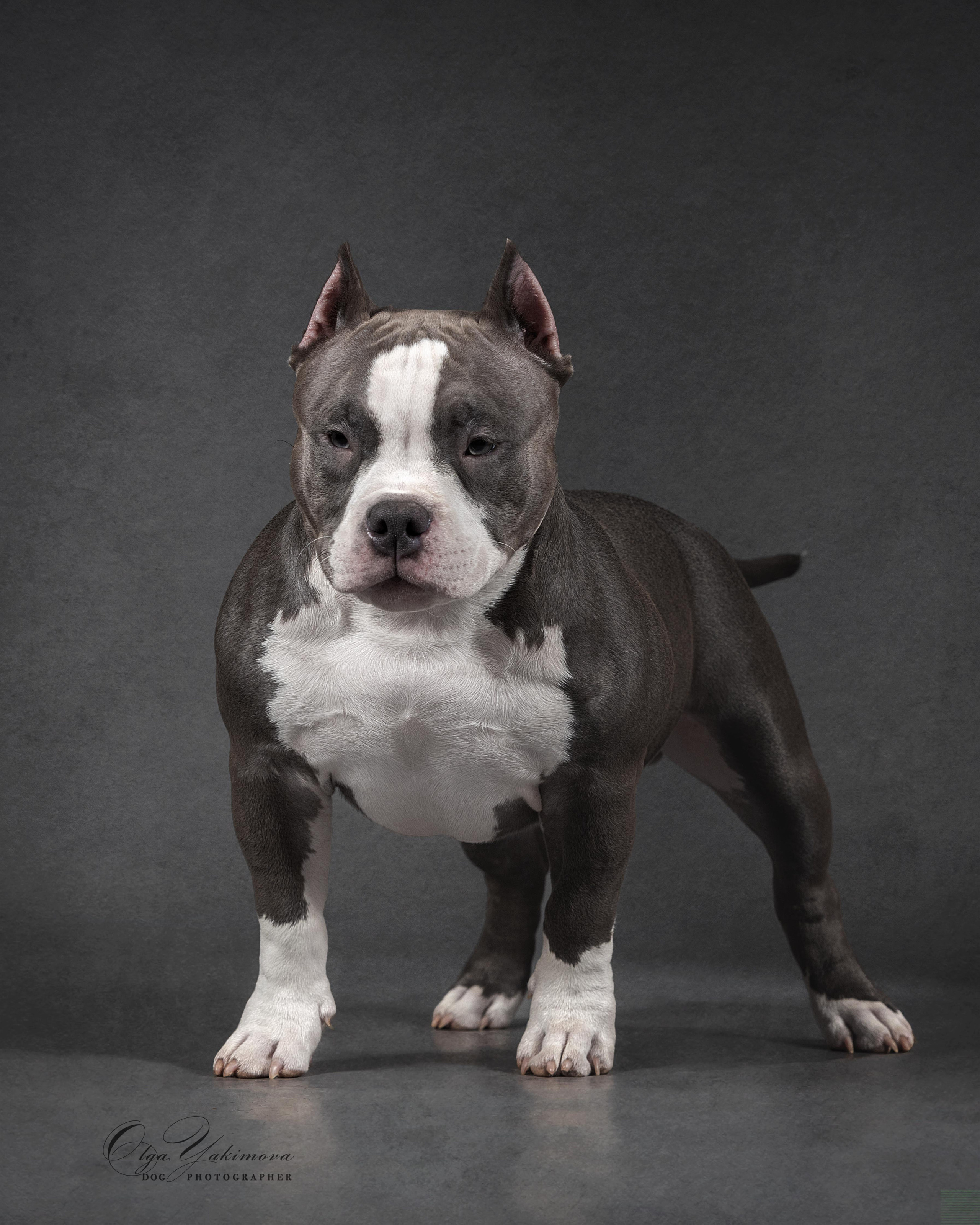 Булочки. Фотограф