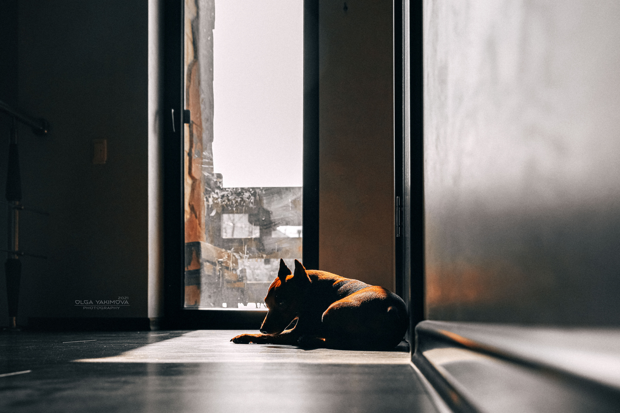 Брут и Аркад. Фотограф