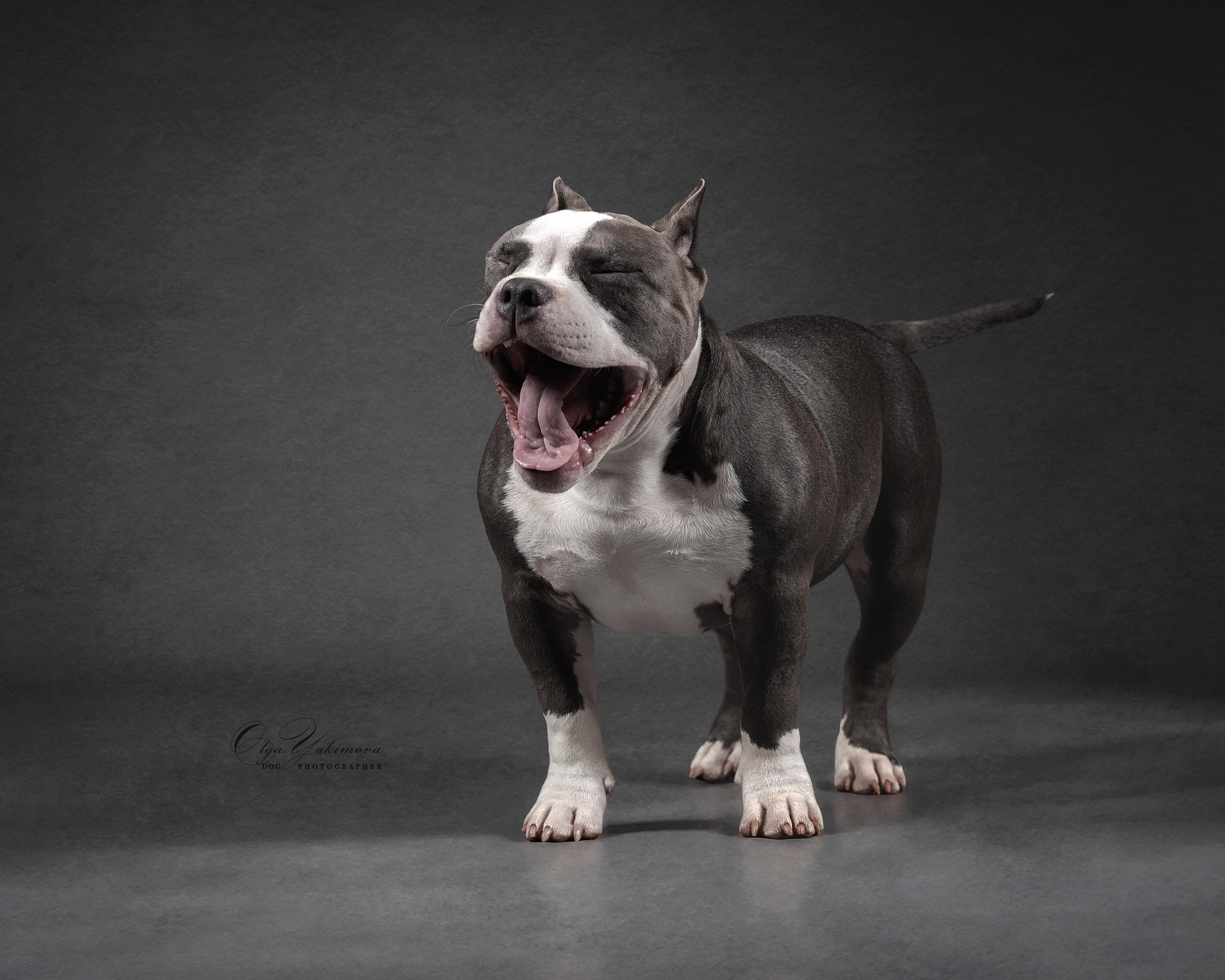 Булочки. Фотограф