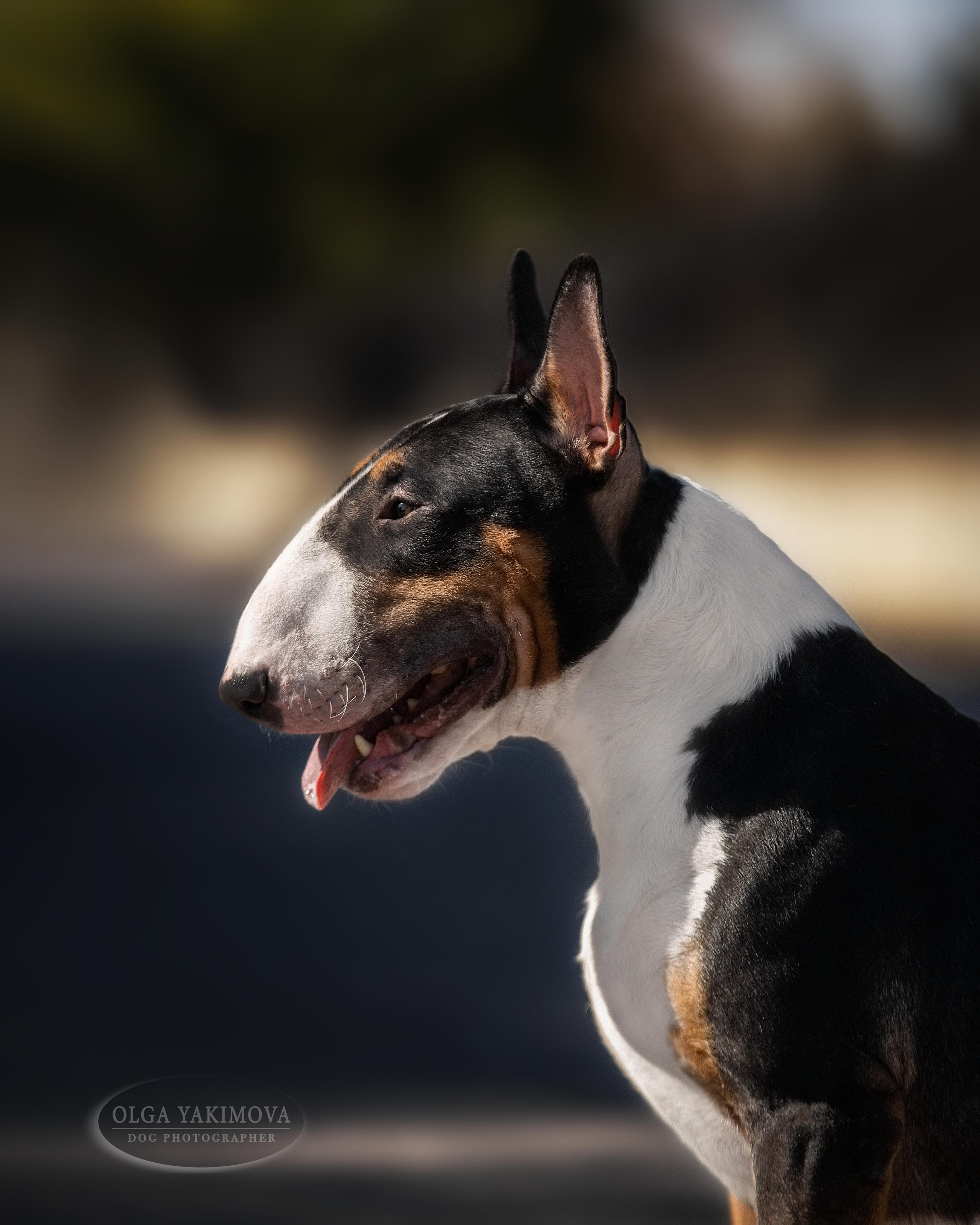 Экстерьер. Фотограф