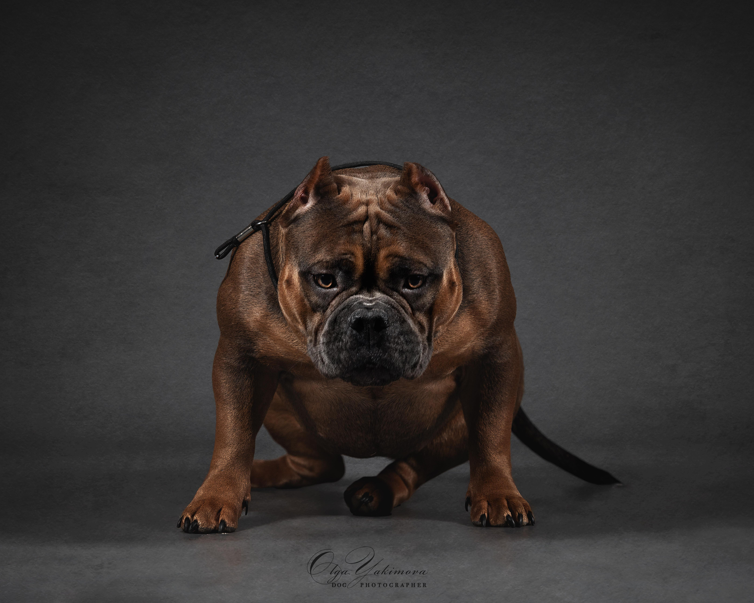 Булочки. Фотограф