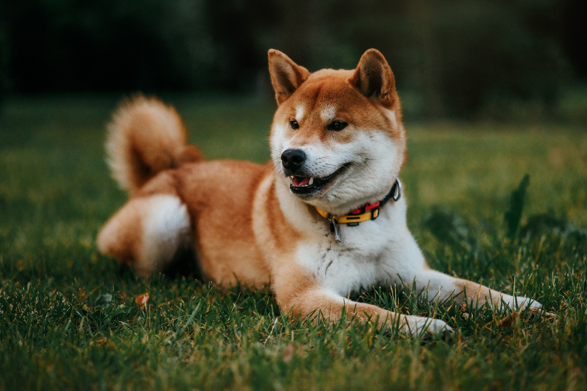 Аня, Влад и Ики. Фотограф-анималист Елена Радченко, Москва