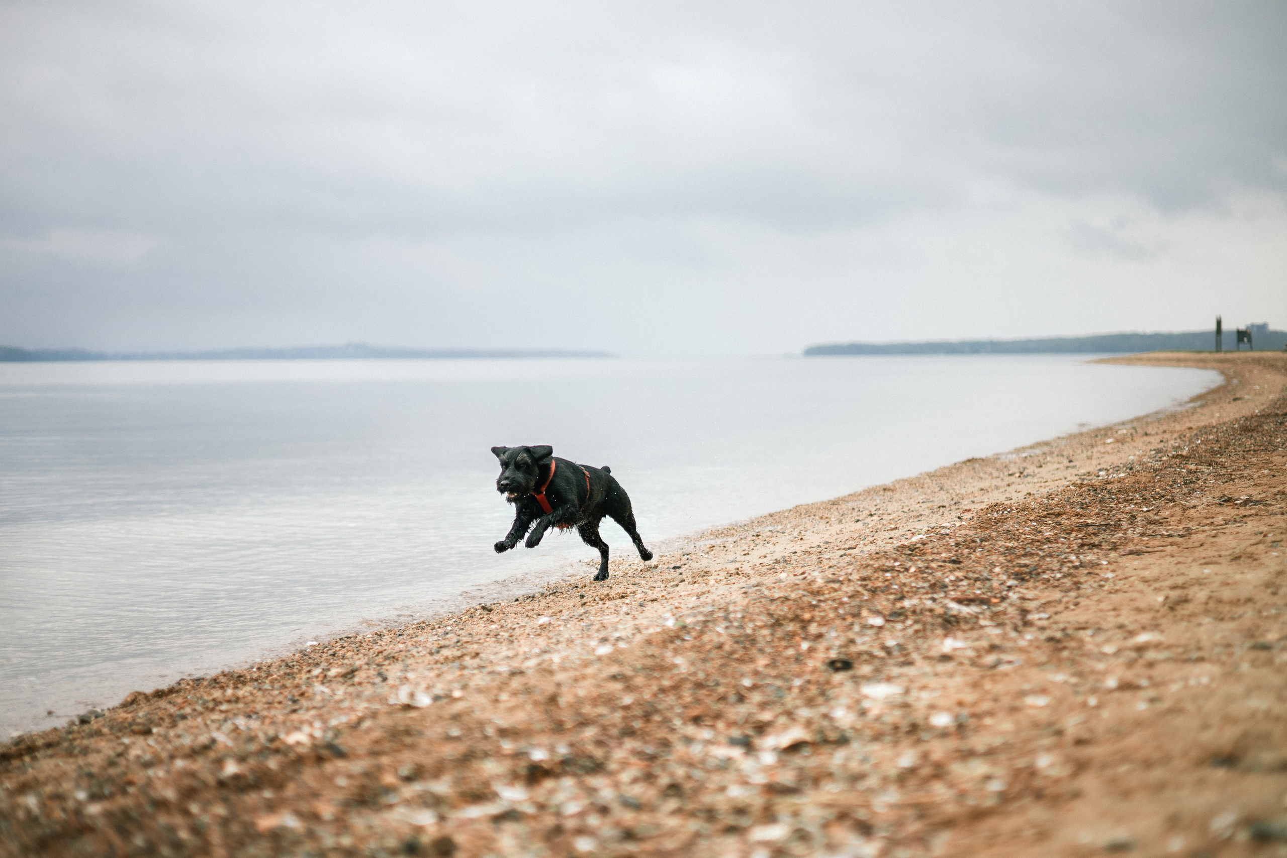 Екатерина и Вольт. Фотограф — анималист Владивосток, Алина