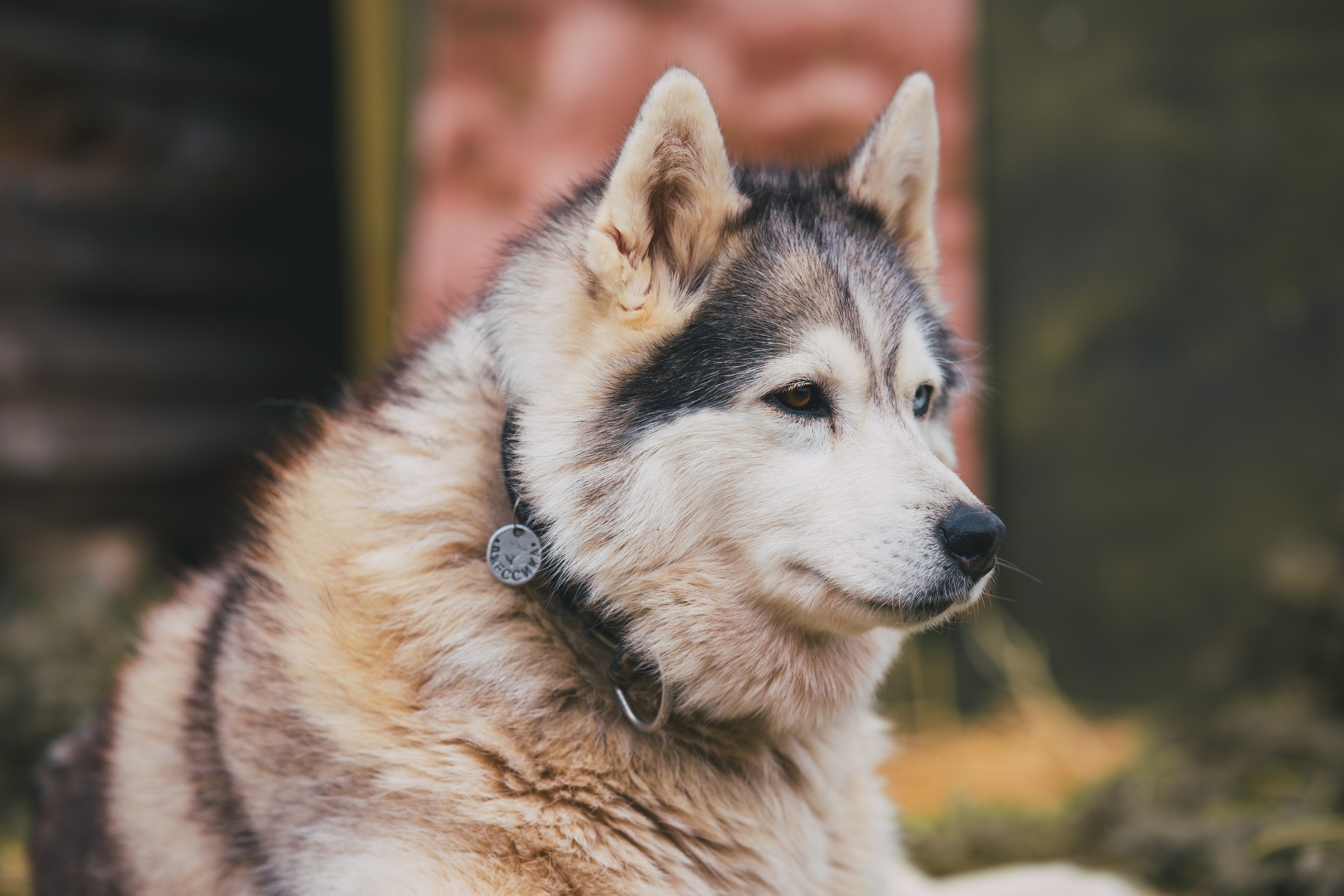 Приют Хаски. KRUTOVA_фотографирую жизнь