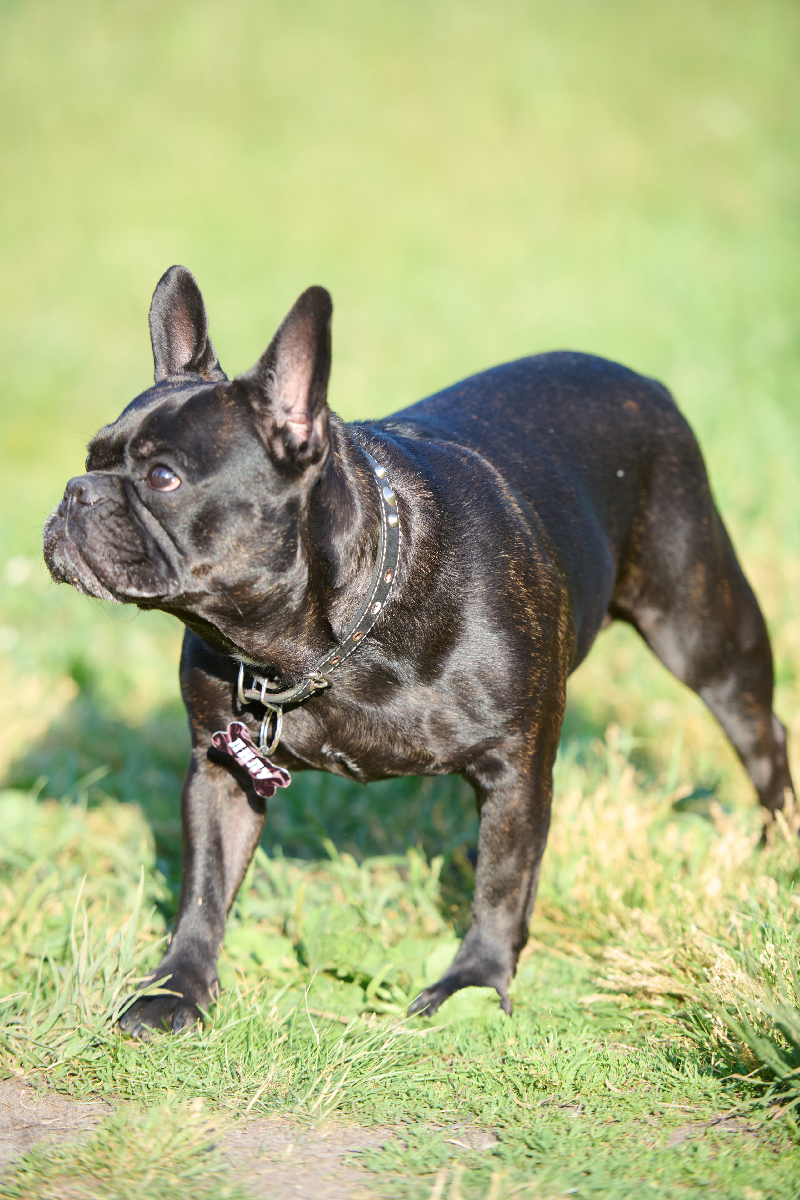 Семейная фотосессия с собакой. Репортажный и семейный фотограф — Шелихов Сергей