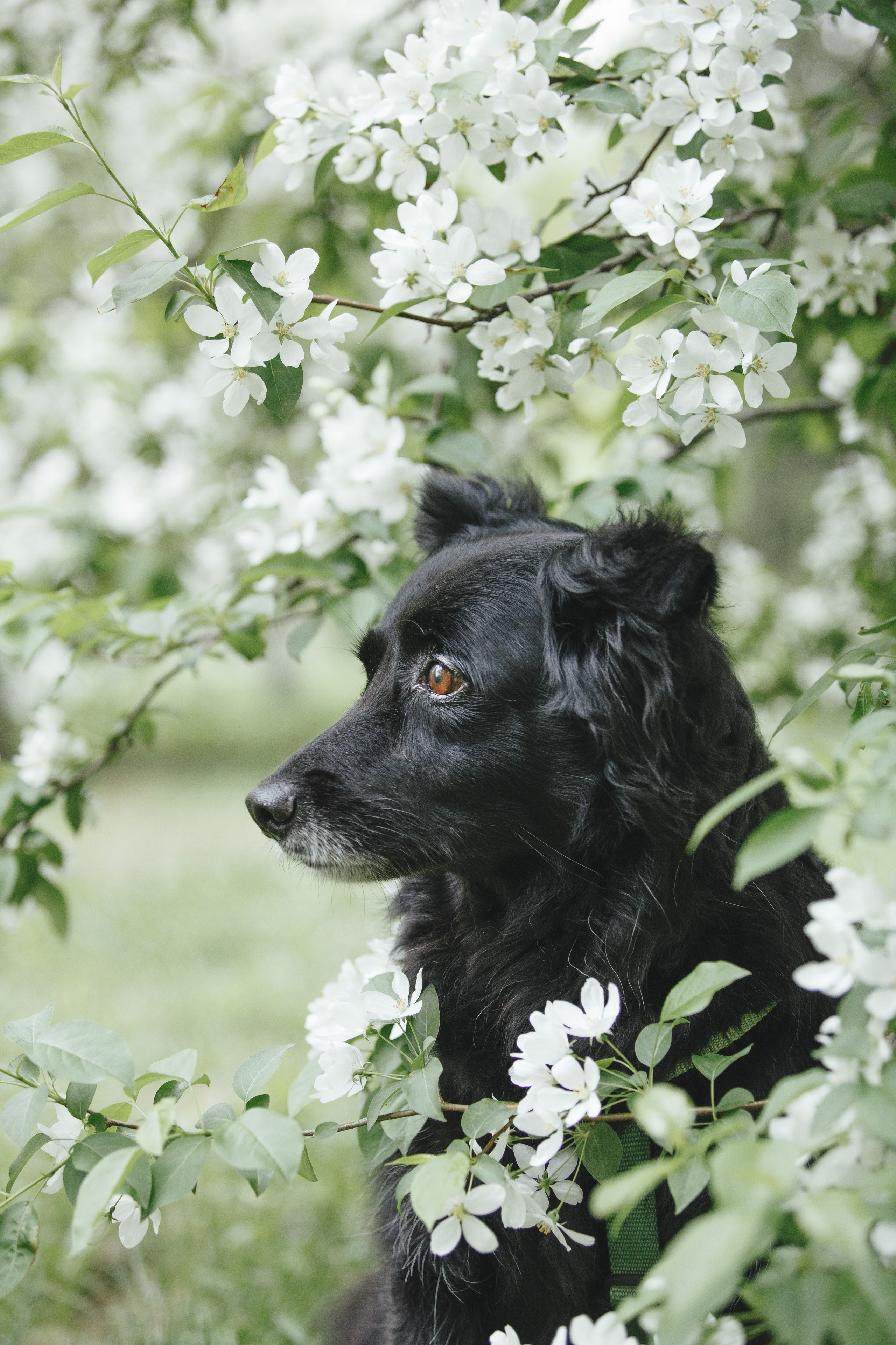 Ваши фотографии. Фотограф анималист Осипчикова Мария