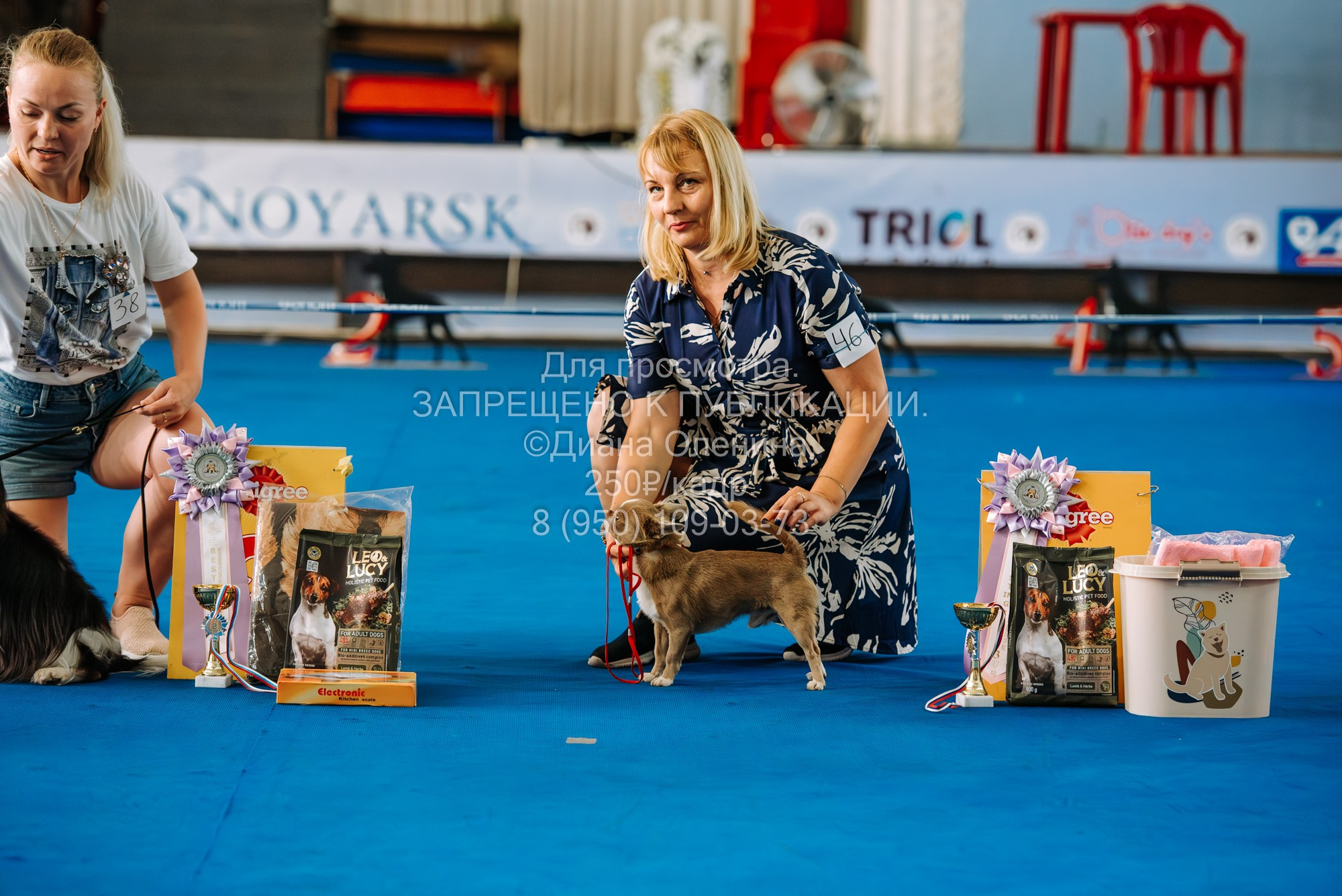 Национальная выставка собак всех пород ранга САС-IKU «Кубок Красноярск. Фотограф Диана Оленина Красноярск / Братск
