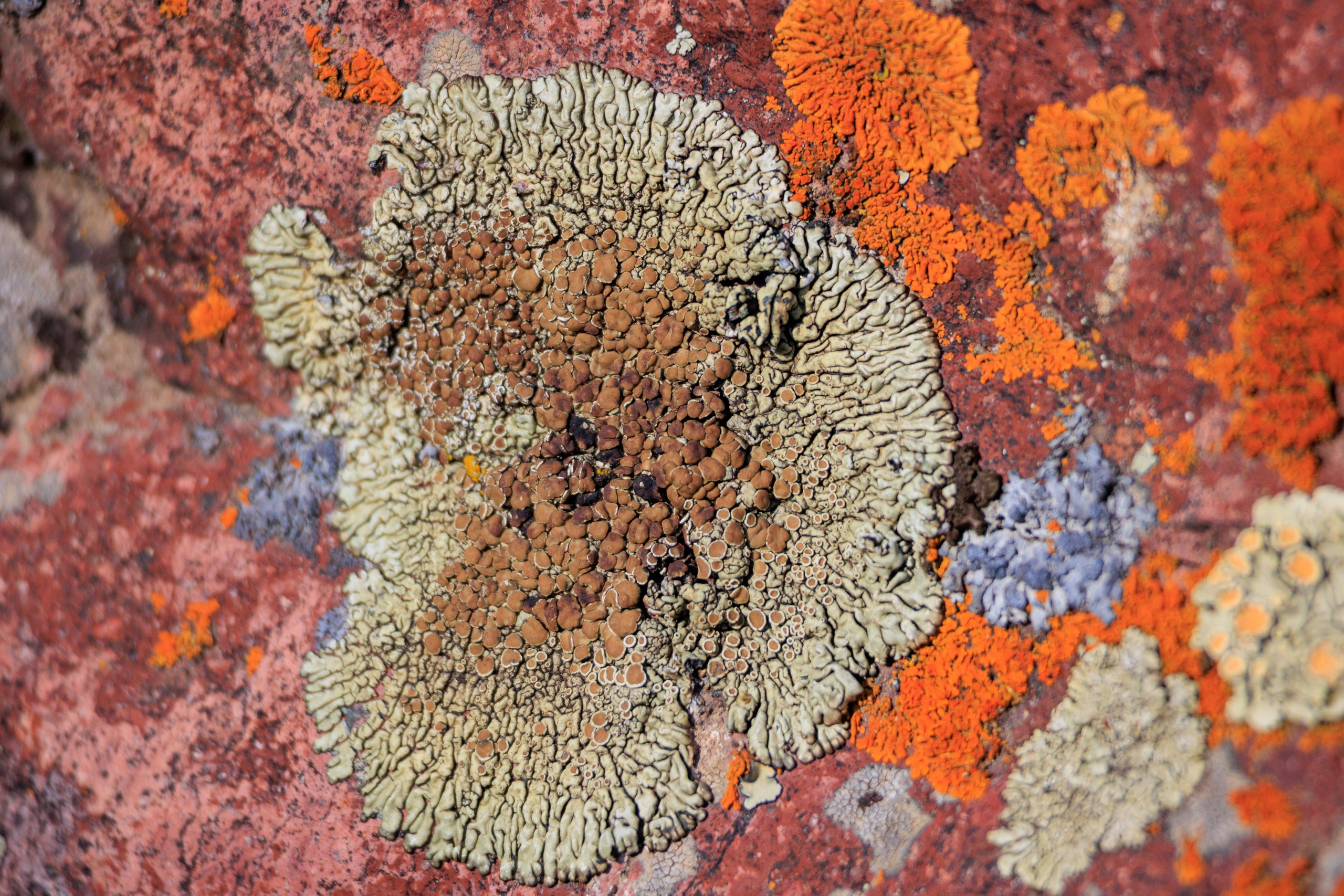 Поездка на плато Ассы и за пределами. Экскурсии и туры по Алматы