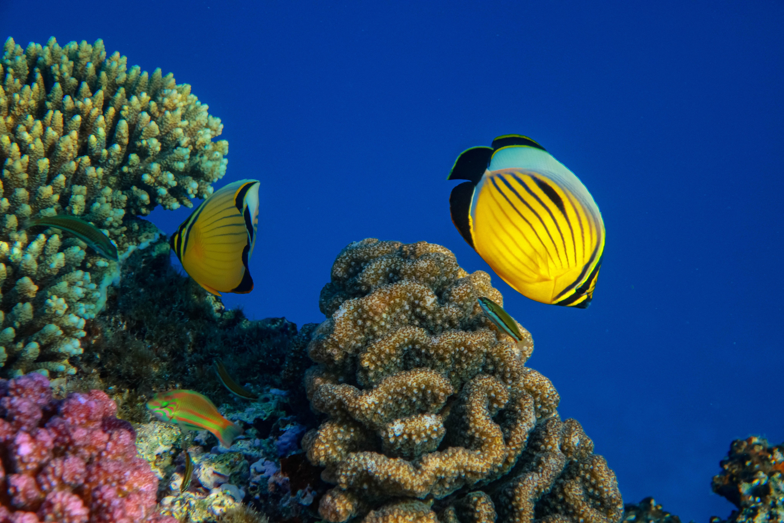 Fish. Фотограф Светлана Голицына