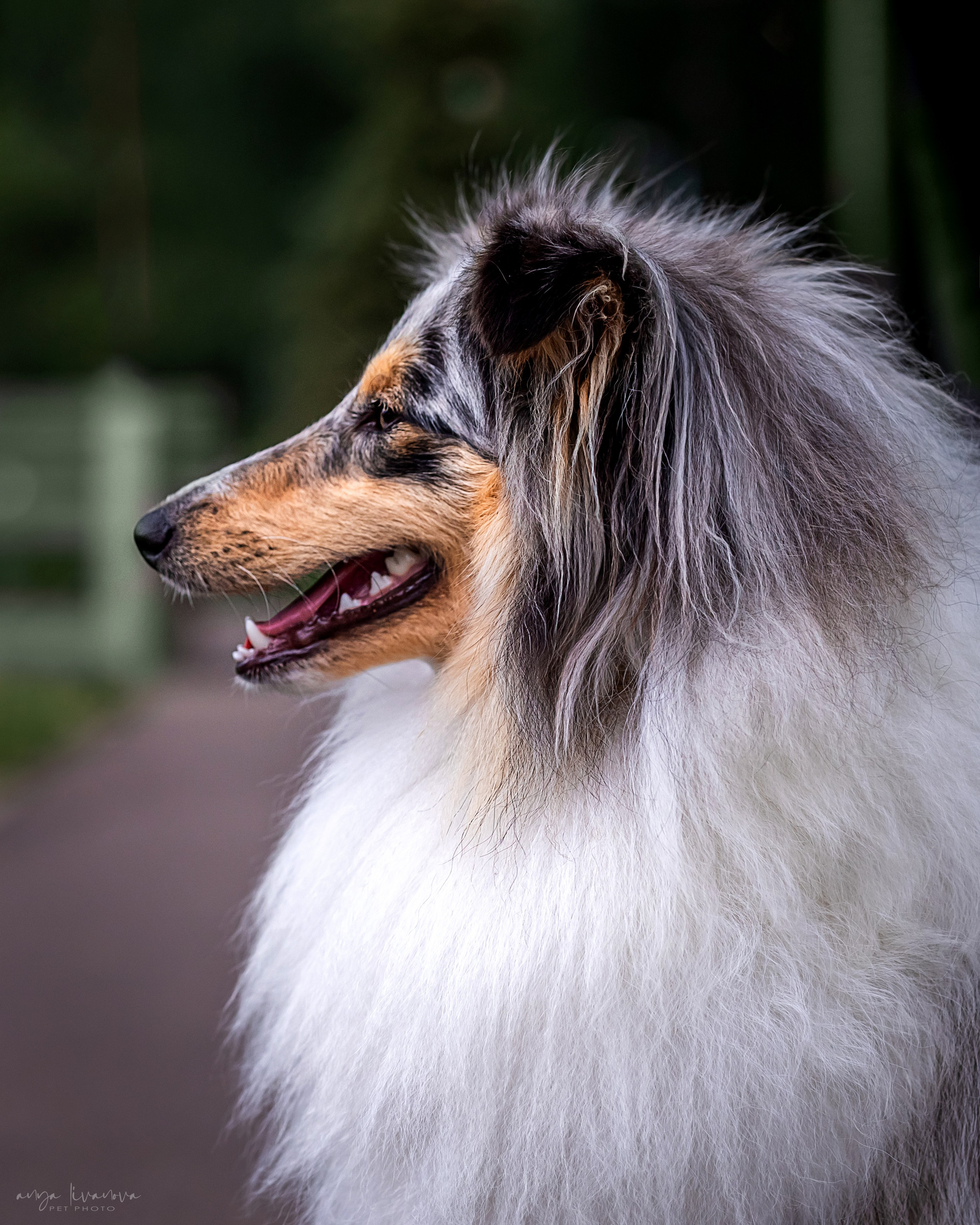 Шелти Мальвина и Марго. Фотограф анималист Аня Ливанова | Рыбинск