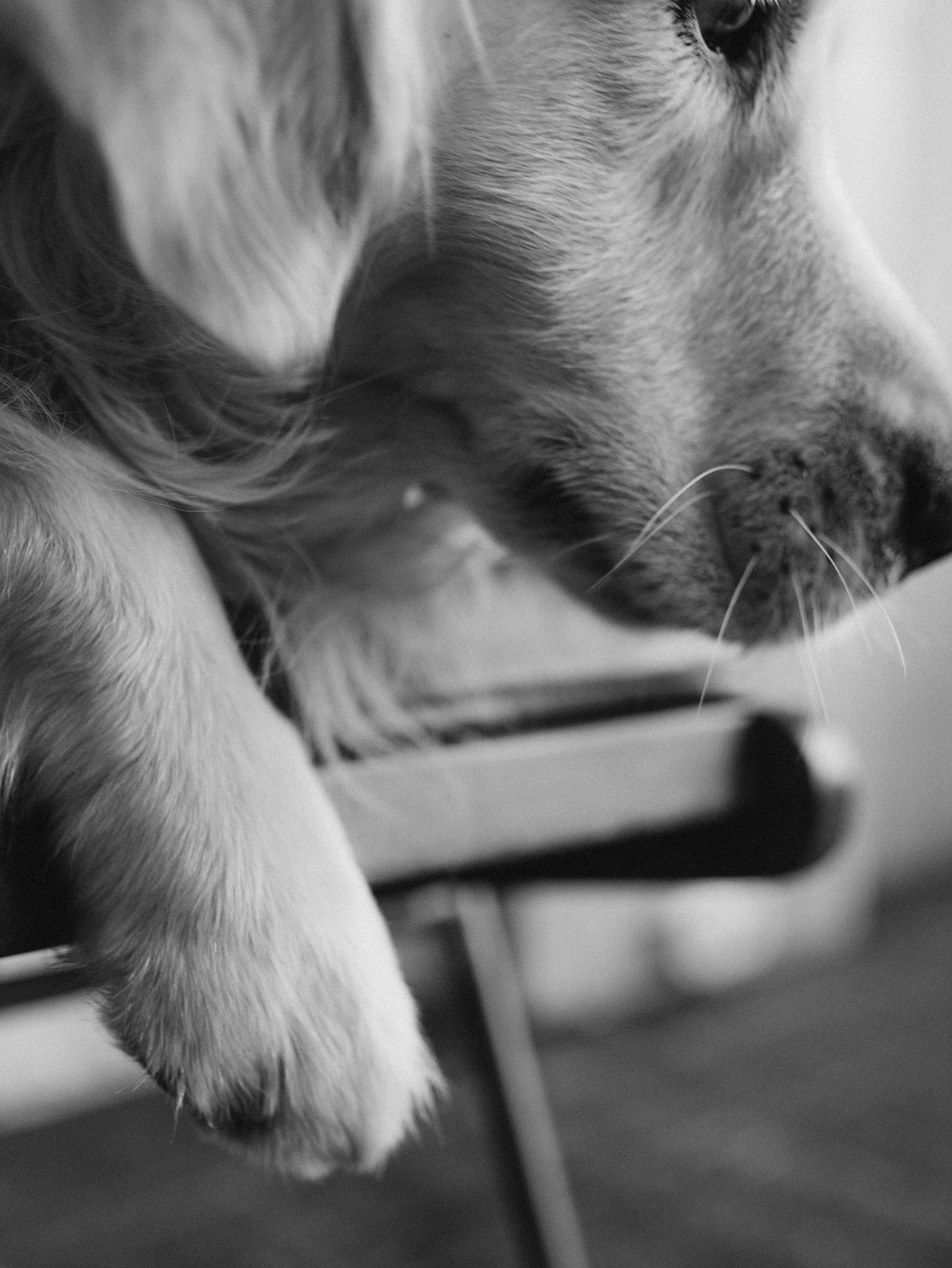 Энди и Настя. Фотограф-анималист в Москве Кириллова Татьяна