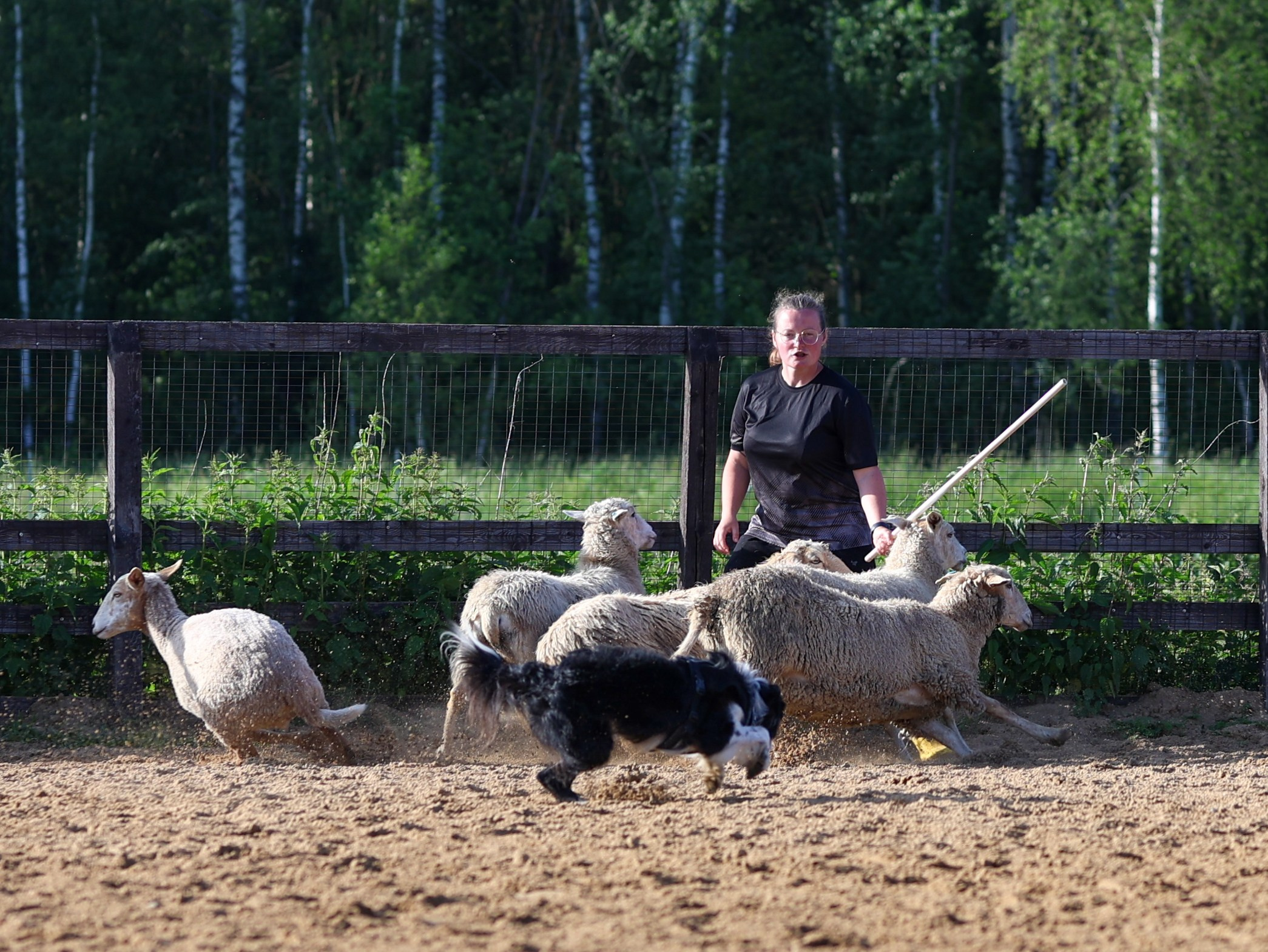 Пастьба. Фотограф-анималист в Москве Кириллова Татьяна