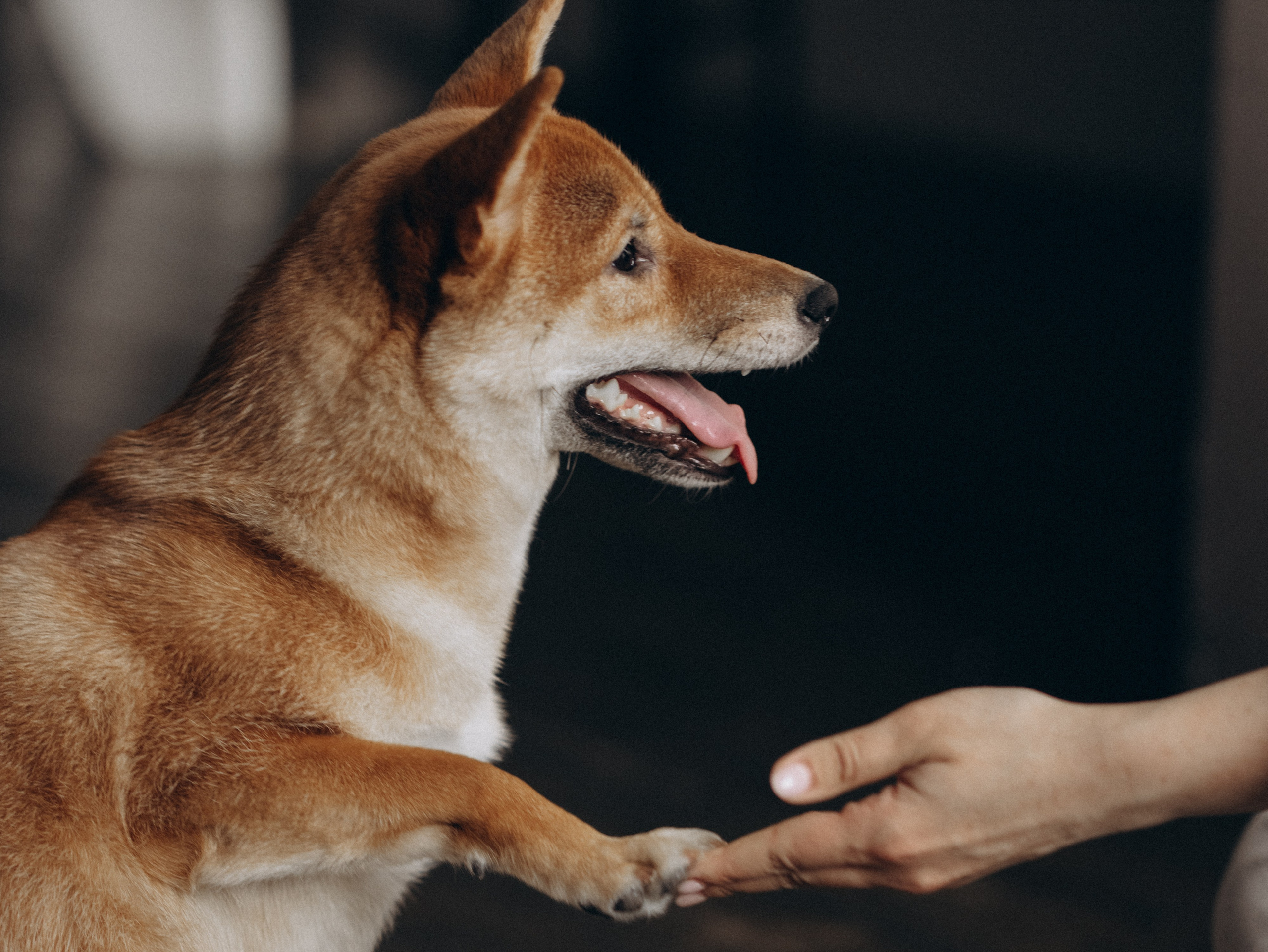 Мика и Настя. Фотограф-анималист в Москве Кириллова Татьяна