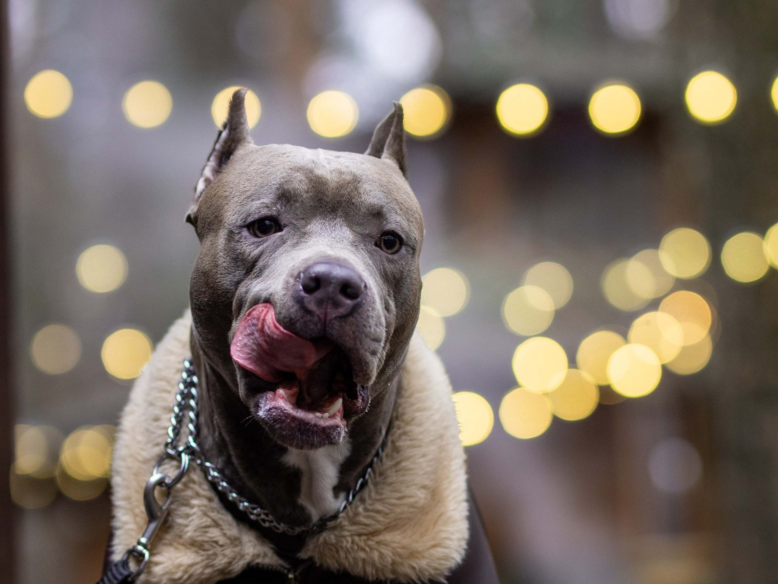 Зевс и Мария. Фотограф-анималист в Москве Кириллова Татьяна