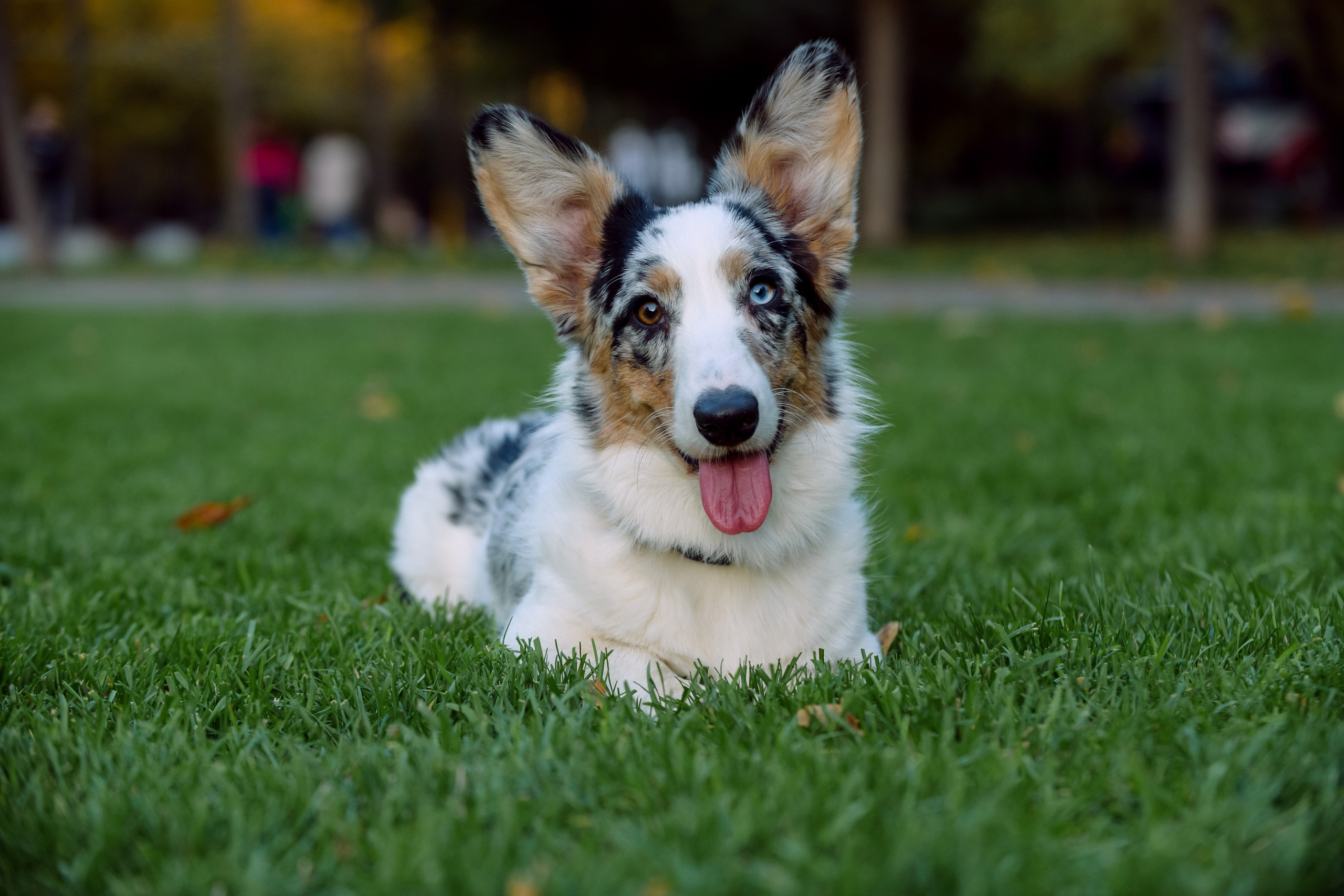 Оля и Ваня с собаками. Фотограф в Ростове-на-Дону Маркер Елена