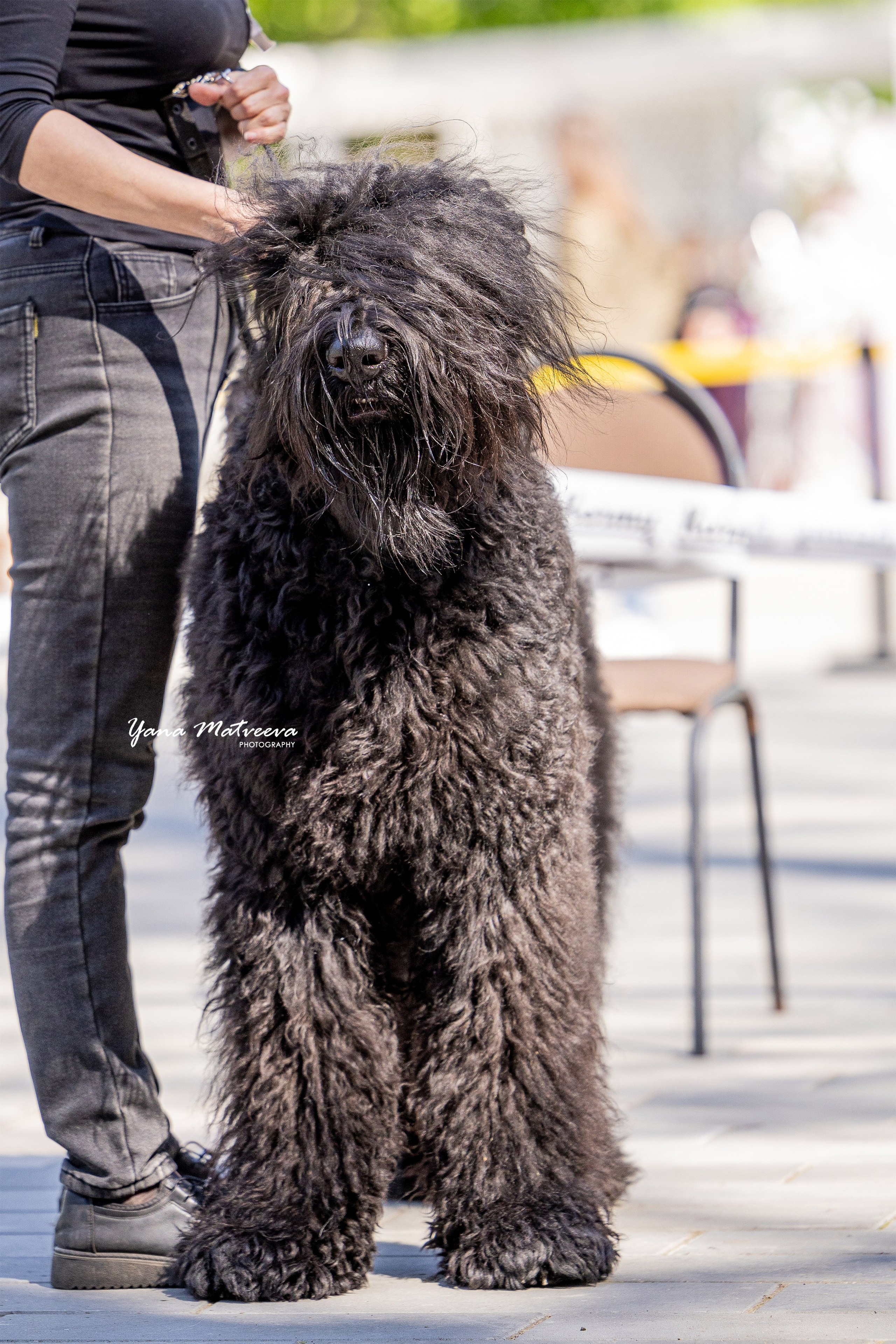 Собаки. Фотограф Яна Матвеева в Ижевске