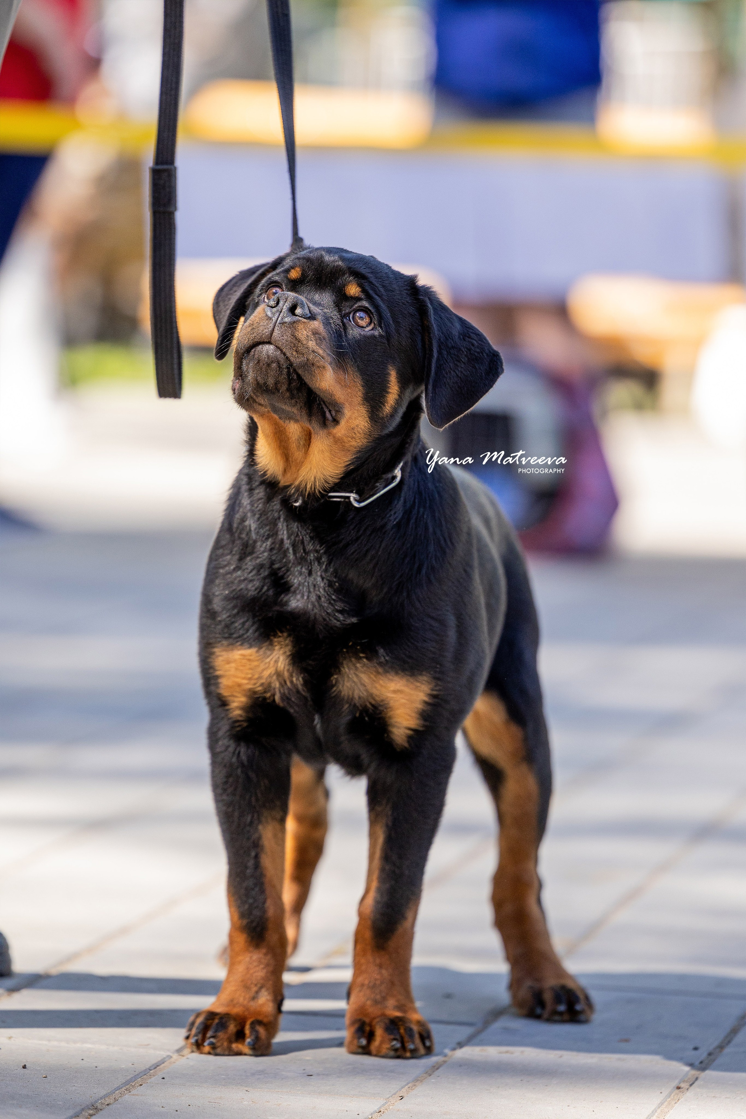 Собаки. Фотограф Яна Матвеева в Ижевске