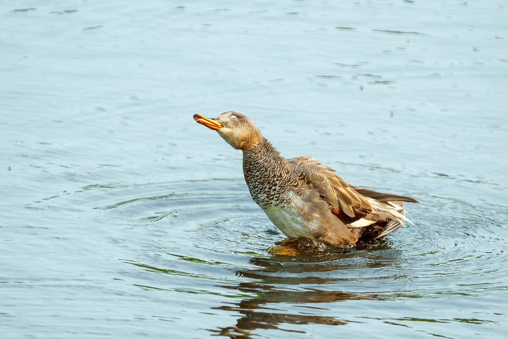 Удивительные мир птиц. Вокруг нас столько прекрасного — присмотритесь!. Ваш личный фотограф Марина Волкова